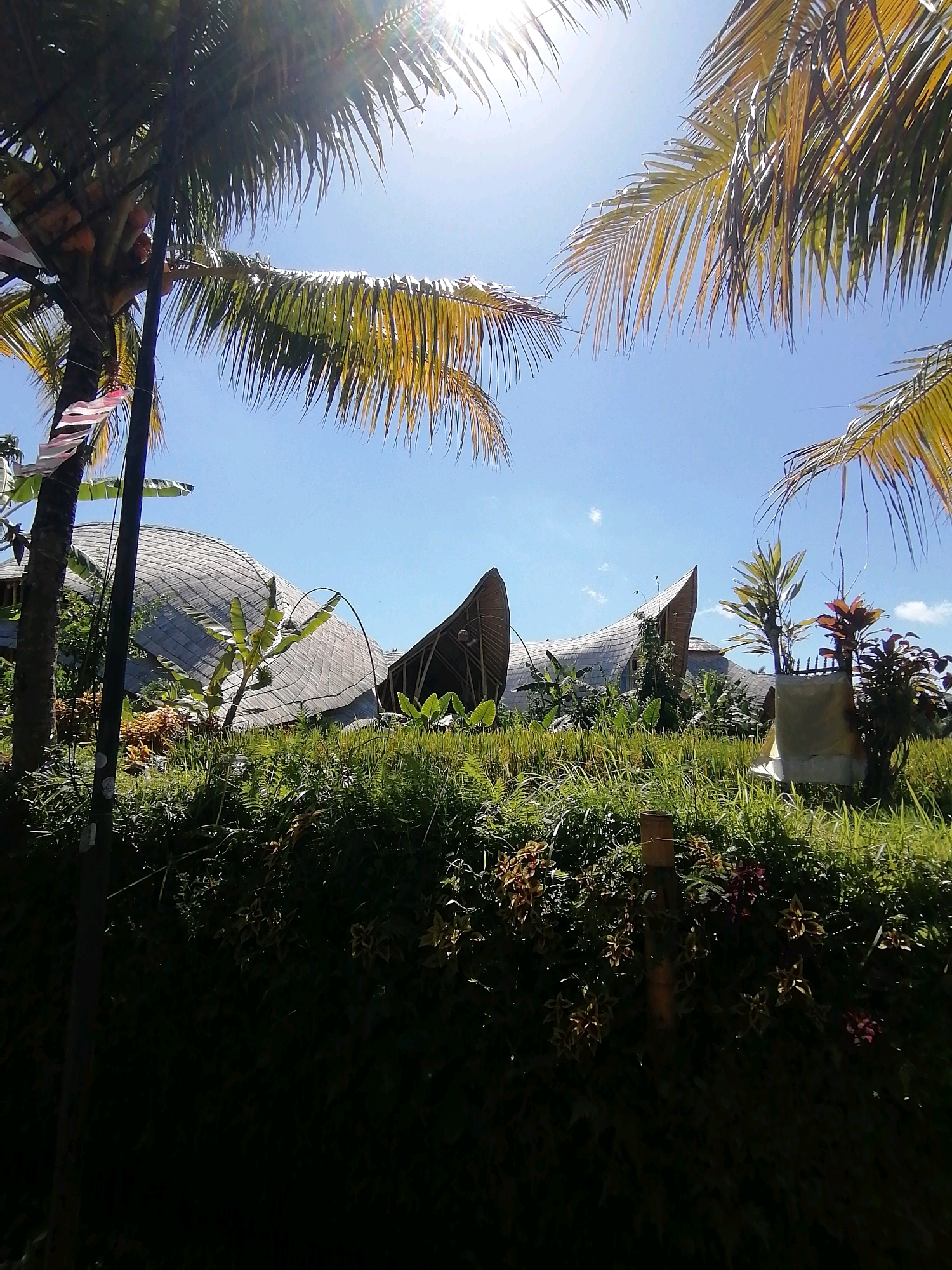 The image depicts a bright, sunny day in Ubud, Indonesia, with a clear blue sky and sun flares. The foreground is dominated by lush green foliage, including tall grass and various plants, with a dark, shadowed area at the bottom. Palm fronds frame the top of the image. In the midground, a series of modern, dome-shaped buildings with thatched or tiled roofs are visible, nestled amongst the greenery. The architecture appears organic and integrated with the natural environment. To the left, a palm tree with coconuts is prominent, with some colorful pennants or flags attached to a pole. To the right, a small area with a cloth covering and some potted plants adds to the scene. The overall impression is one of a tropical, resort-like setting in Ubud.