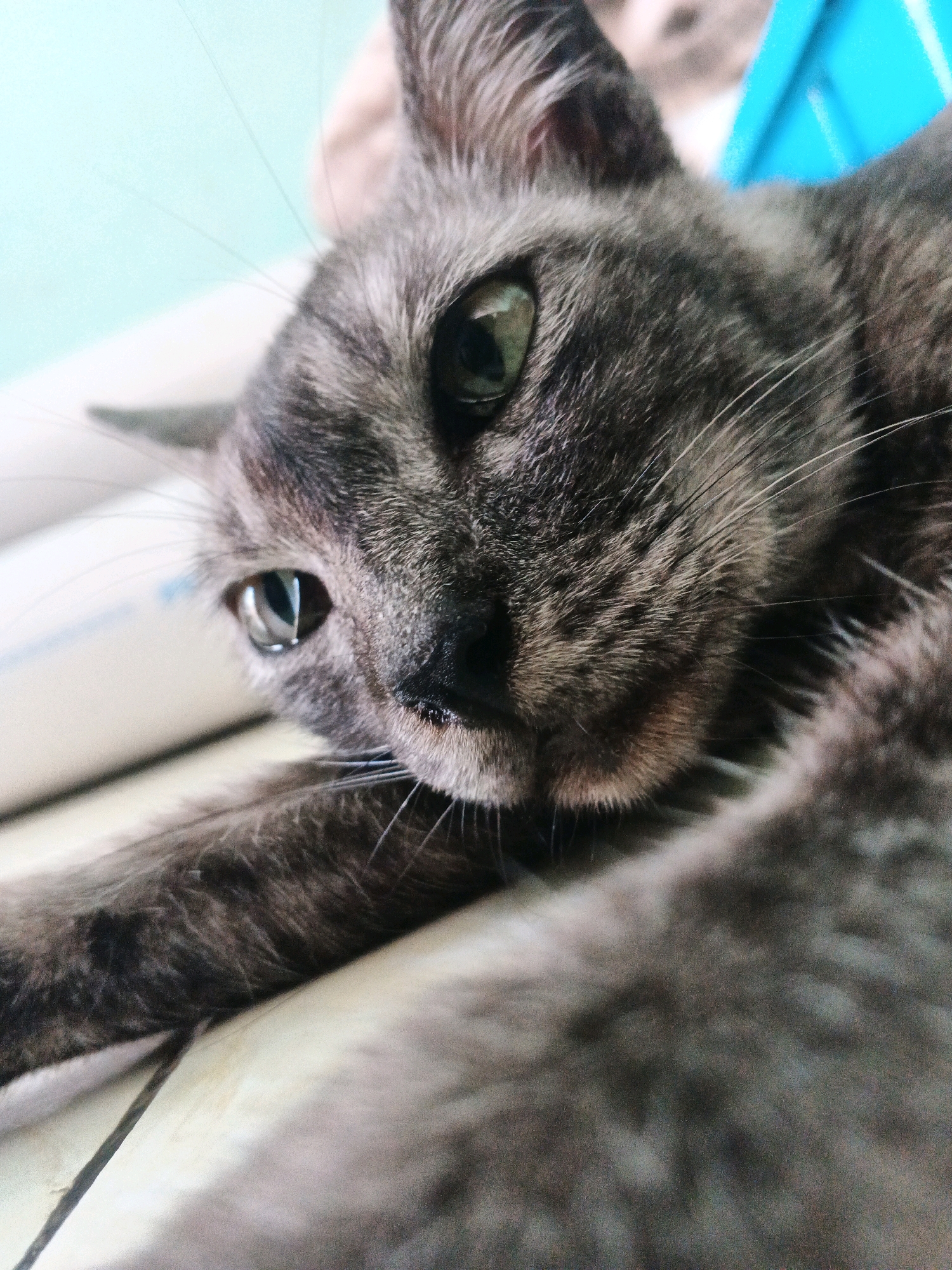 A close-up, low-angle shot captures a gray tabby cat lying down with its head resting on its paw. The cat's face is the primary focus, with its green eyes looking towards the left. Its fur displays a mix of gray and black tabby markings. The background is blurred, featuring a light blue wall on the left and a glimpse of a bright blue object on the right. The floor beneath the cat appears to be tiled. The image does not provide any information about the location in Kadu, Indonesia.