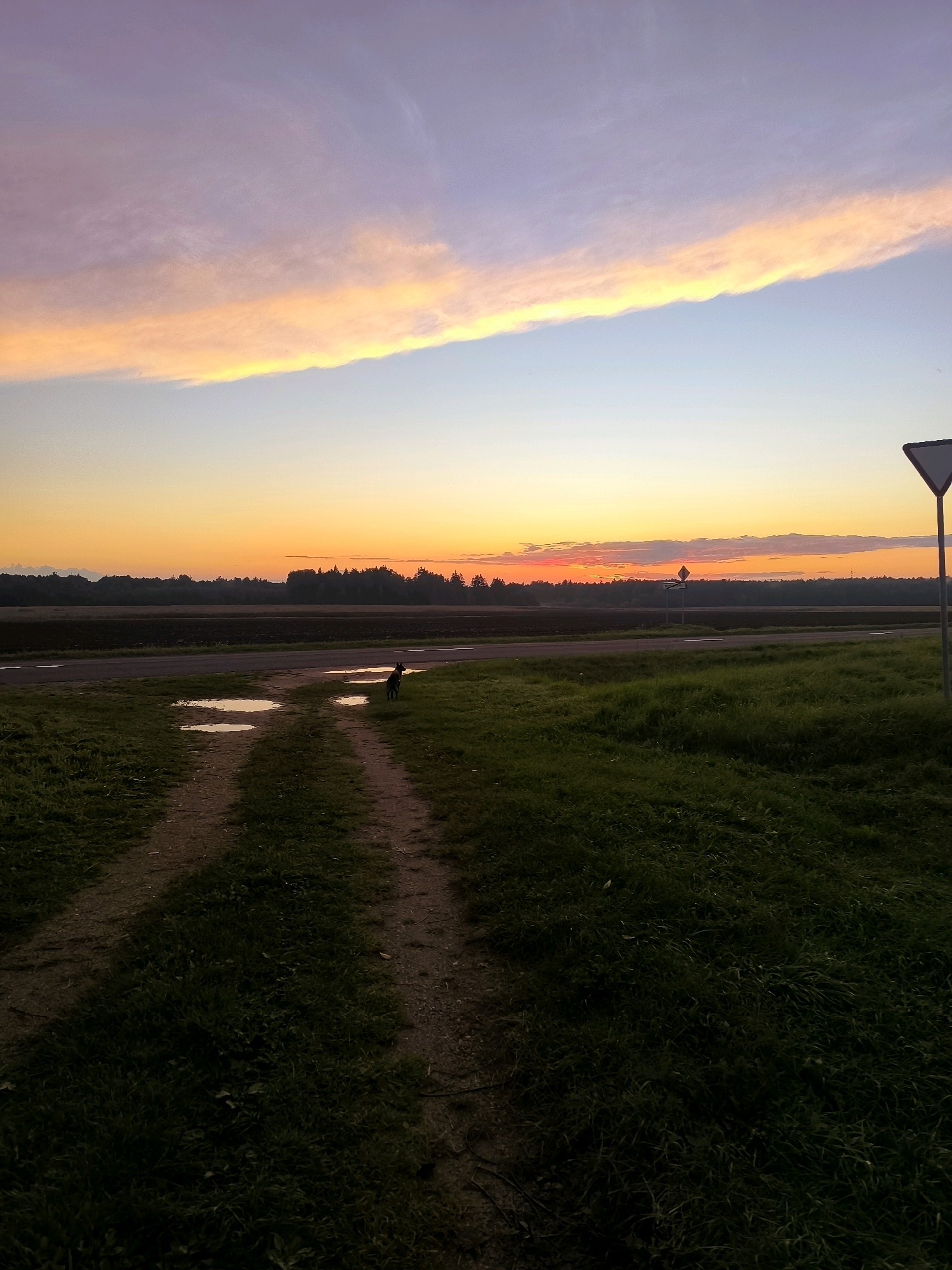 An outdoor, wide-angle photograph captures a rural landscape at dusk, possibly in the area of Tarnowski Sel'ski Sovet, Belarus. The sky displays a gradient of colors, transitioning from a pale violet at the top to a vibrant orange and yellow near the horizon, illuminated by a sunset. A thin, elongated cloud band, bright yellow at the bottom, stretches across the sky.
In the foreground, a dirt path, marked by tire tracks, meanders through a grassy field. To the left of the path, several puddles of water reflect the sky's colors. On the path, a small, dark-colored dog stands facing to the right, appearing to look towards the horizon.
A road runs horizontally across the mid-ground, separating the grassy field from a dark treeline in the distance. Beyond the treeline, a flat, cultivated field is visible, likely agricultural land. A triangular road sign, pointing to the right, is positioned on the right side of the image, near the road. The overall atmosphere is serene and natural, indicative of a rural setting at the end of the day.