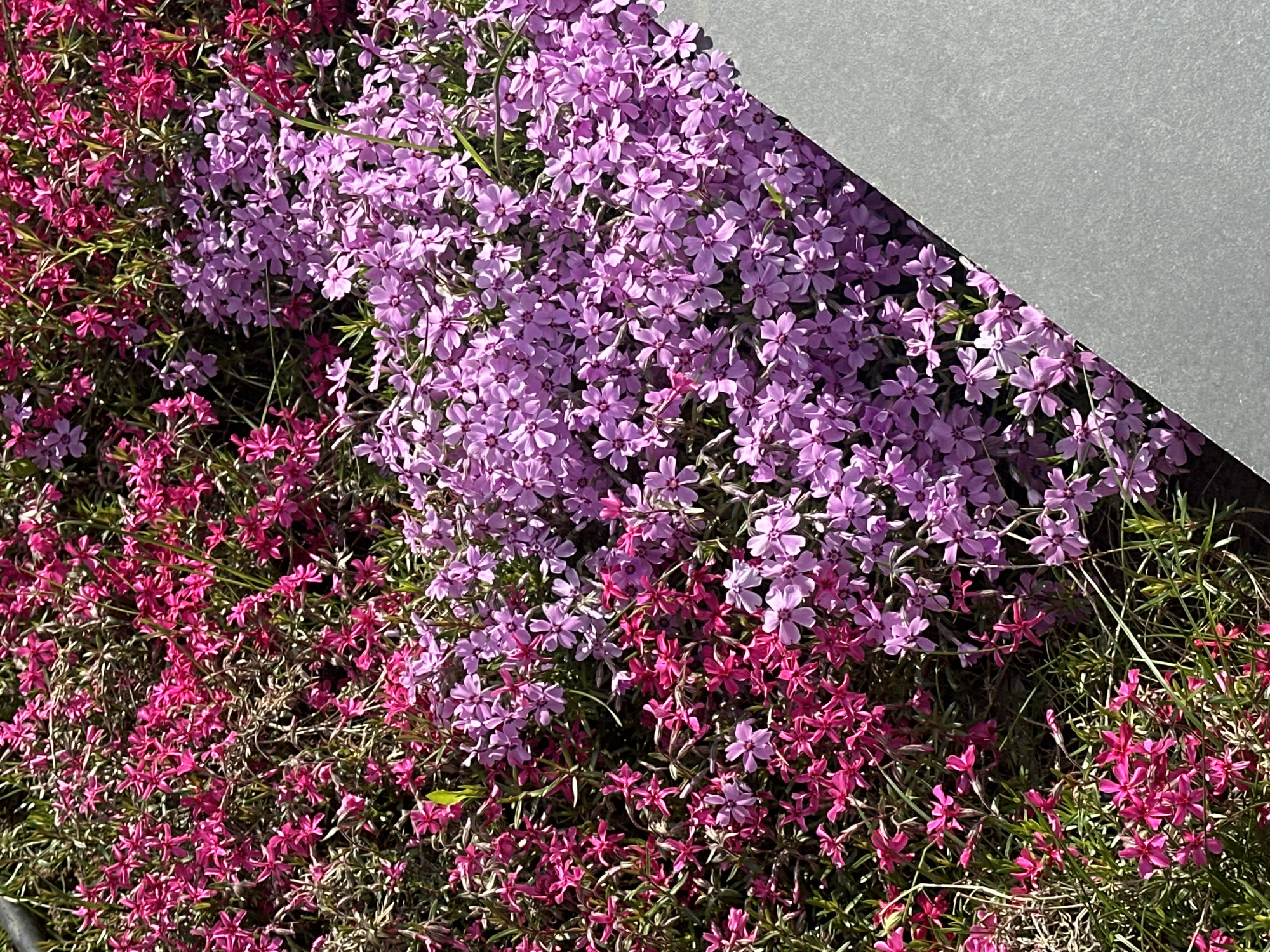 A ground-level, eye-level shot captures a dense patch of flowering plants in vibrant shades of pink and light purple. The flowers are small and five-petaled, growing densely together, obscuring the ground beneath. The pink flowers are concentrated on the left side and bottom right of the frame. The light purple flowers occupy the central and upper portions of the image. A large, gray, triangular object is in the upper right corner, likely a concrete structure. The plants appear to be in a garden or public green space. The location is Sofia, Bulgaria, although nothing specifically confirms this. There are no people or animals visible. The scene is static with no apparent action.