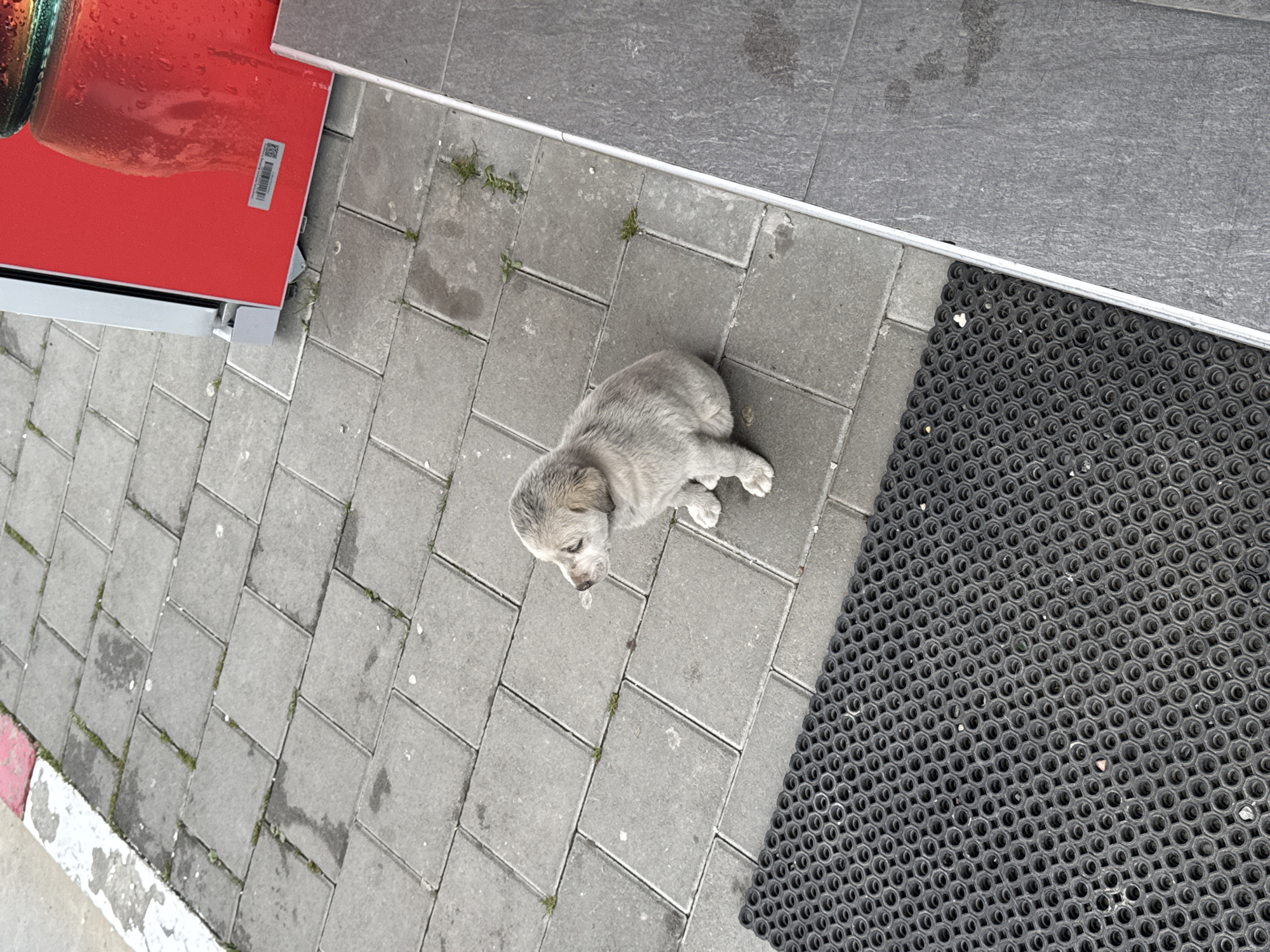 The image, taken from an elevated perspective, shows a light gray puppy lying on gray brick pavers in an outdoor urban setting. The puppy is positioned diagonally in the frame, near a black circular-patterned rubber mat to the right. A red, possibly metal, surface, along with an adjacent gray surface, is partially visible in the upper left of the image. Small green plants are present in the crevices between the pavers. The scene is situated in Bakovići, Montenegro.