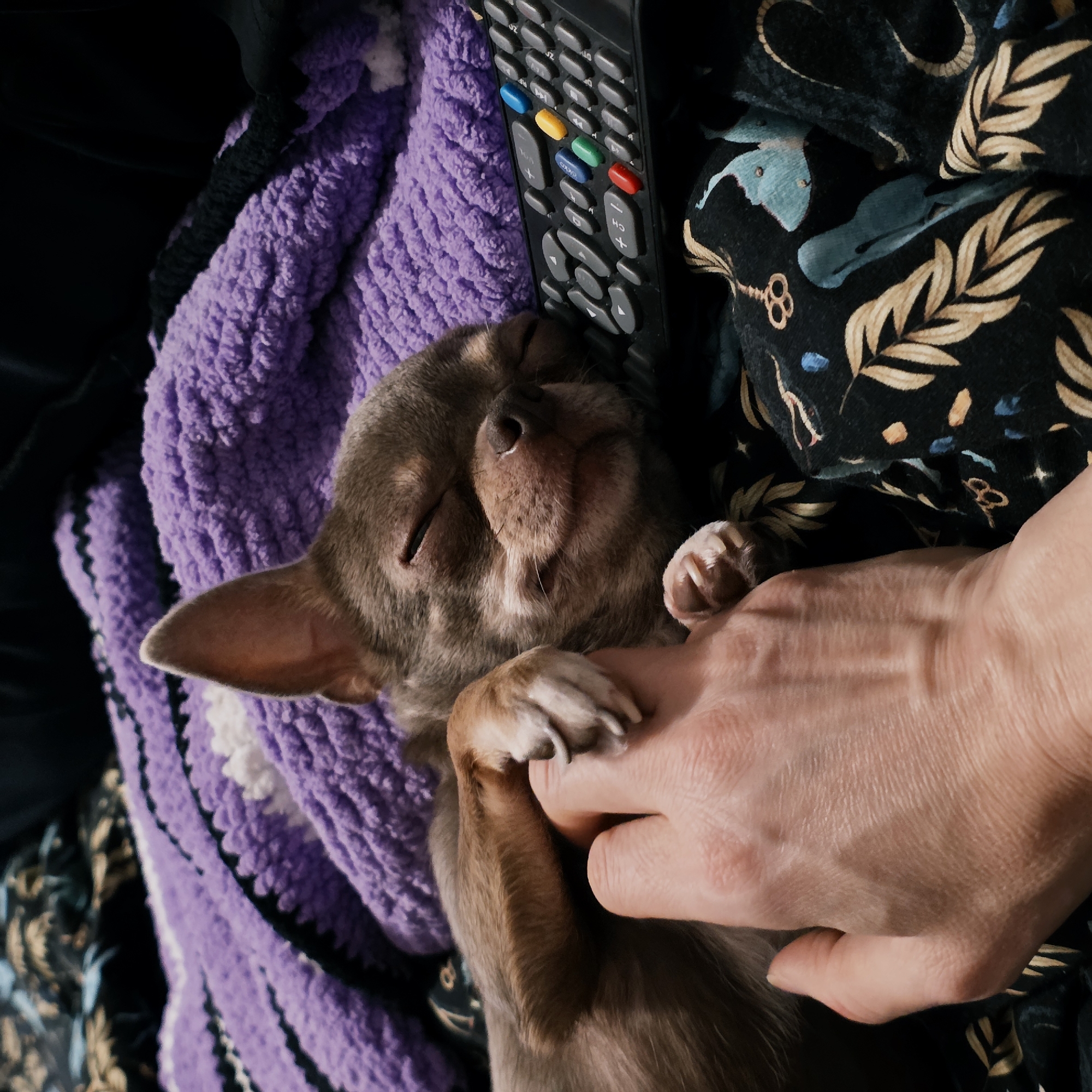 A close-up image shows a small, light brown Chihuahua-type dog sleeping peacefully on various textiles. The dog is curled up, with its eyes closed and a faint smile visible on its snout. One ear is erect. A fair-skinned human hand is gently positioned beneath one of the dog's front paws, indicating an interaction. To the right of the dog's head, a black television remote control is visible, featuring grey buttons and a cluster of colored buttons (red, green, blue, yellow, and light blue). The dog and hand are resting on a dark fabric patterned with golden leaves, light blue stylized birds or moths, and golden keys. Beneath and behind this fabric, a chunky knit blanket in purple with black and white stripes is visible. The scene suggests an indoor, domestic setting. The specific location within the city of Saint Petersburg, Russia, cannot be determined from the visual information provided.