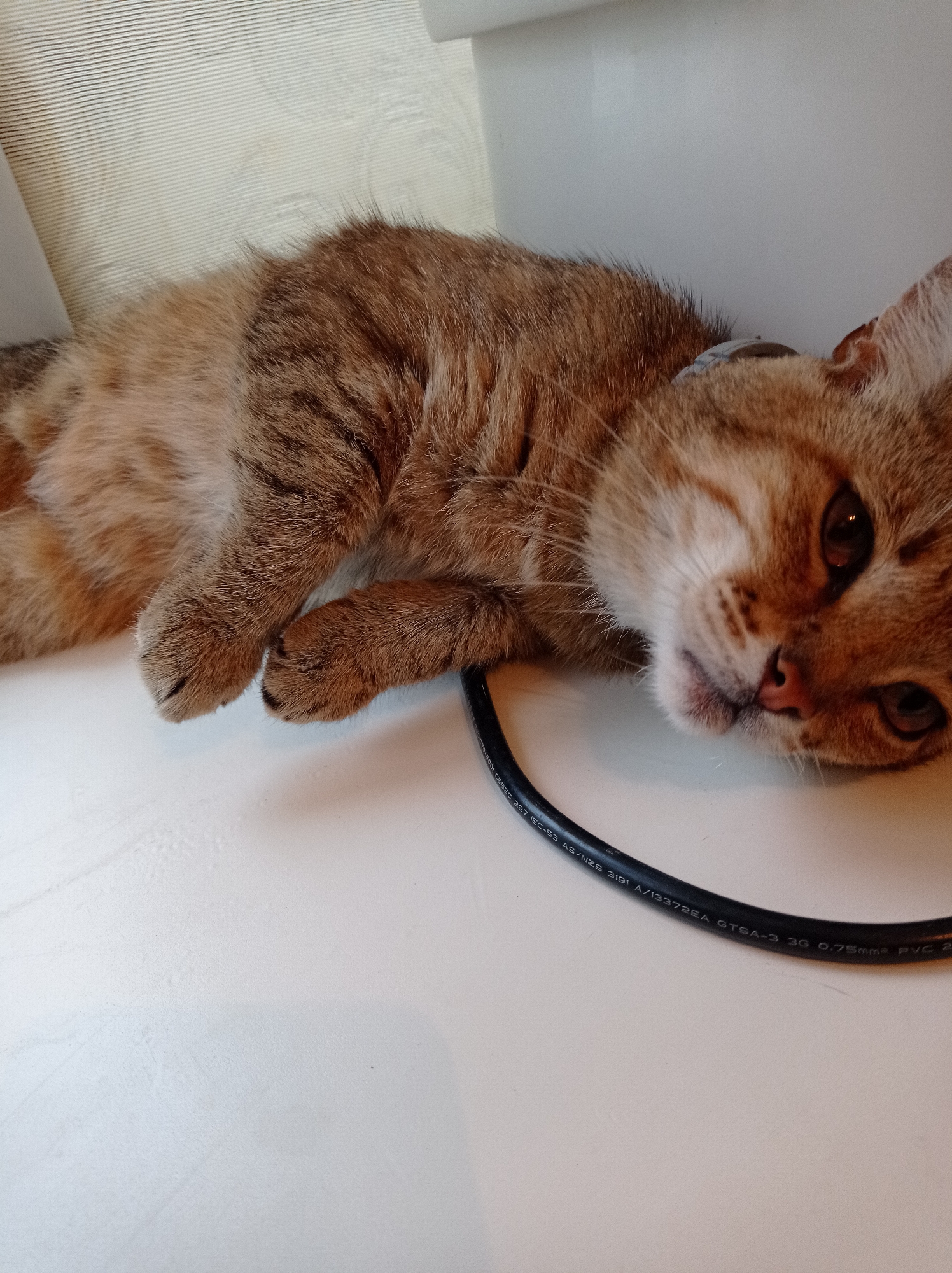 A ginger tabby cat is lying down on a white surface, possibly a windowsill or table. The cat is resting its head on a black cable, which appears to be an electrical cord with markings on it. The background is blurred, showing a striped pattern that could be a blind or curtain, and a white wall or surface. The lighting suggests an indoor environment. There is no indication of the city of Degtyarsk, Russia, in the image.