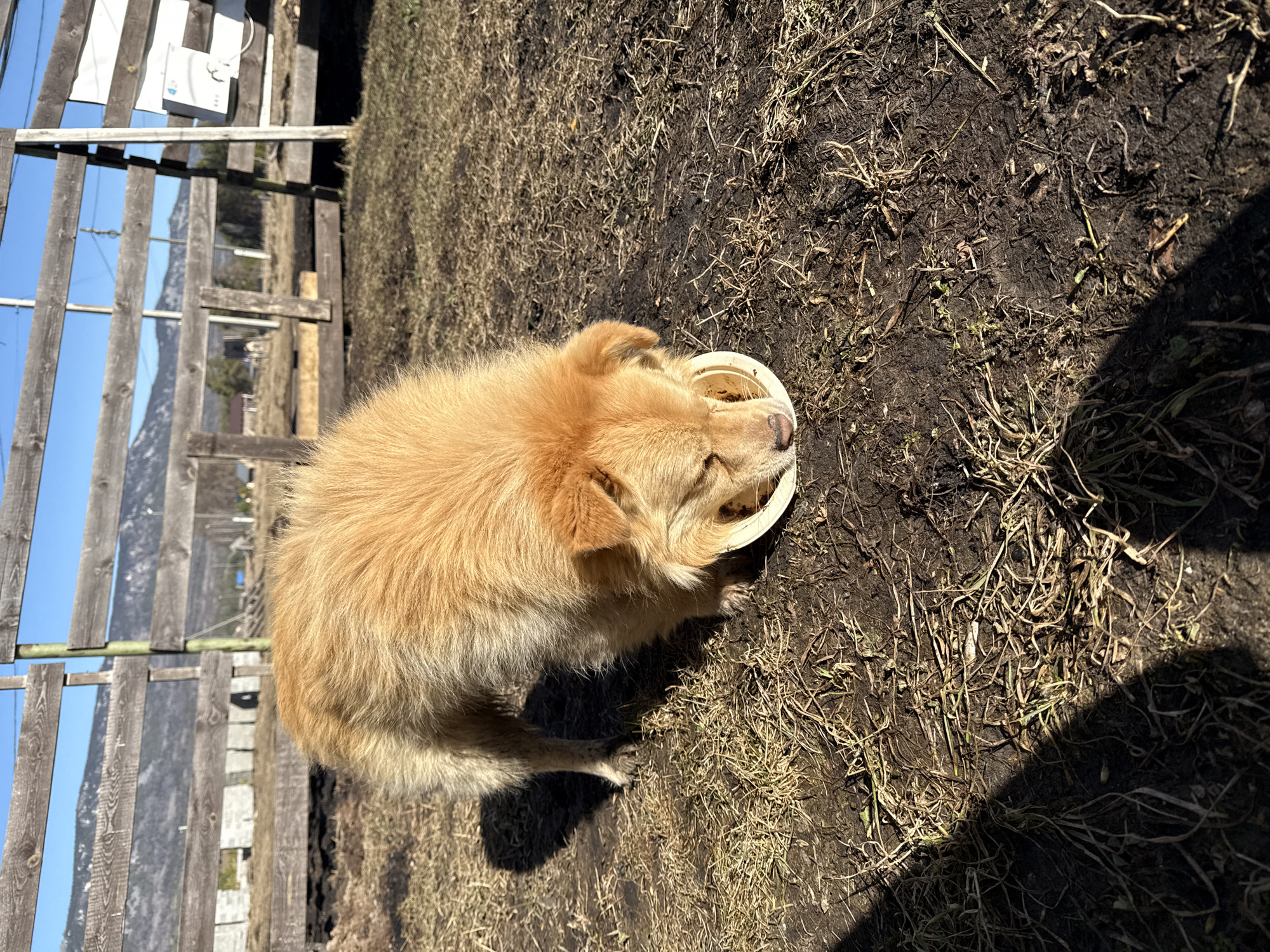 The image depicts a medium-sized, golden-colored dog eating from a light-colored bowl on bare ground interspersed with dry grass and mud. The scene is outdoors, with a wooden fence visible in the background, revealing a glimpse of a structure and a clear, blue sky. The location appears to be Tyulyuk, Russia. The dog is the primary subject, engaged in the action of eating. Shadows suggest bright sunlight.