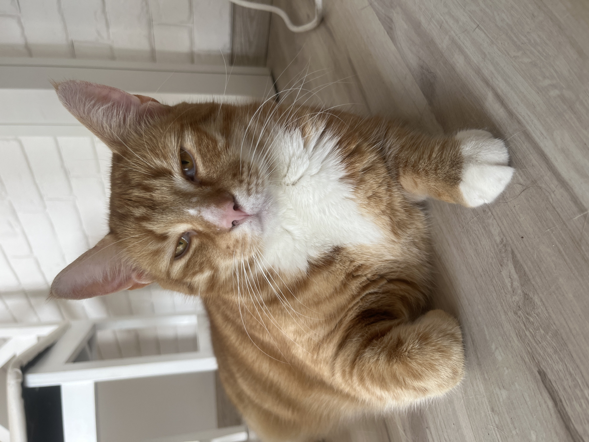 An orange tabby cat is lying on a light-colored wooden floor. The cat has white fur on its chest and paws, and prominent white whiskers. Its eyes are open and it is looking towards the camera. The cat's ears are pointed upwards, and one ear is partially obscured by the top edge of the frame. The background includes a white brick wall and some white furniture, possibly a shelf or a bed frame. A white cord is visible in the upper right corner of the image. The lighting appears to be from an indoor source, suggesting daytime. The cat's expression could be interpreted as curious or relaxed. There is no visible text in the image. The context provided indicates the location is Zabrze, Poland.