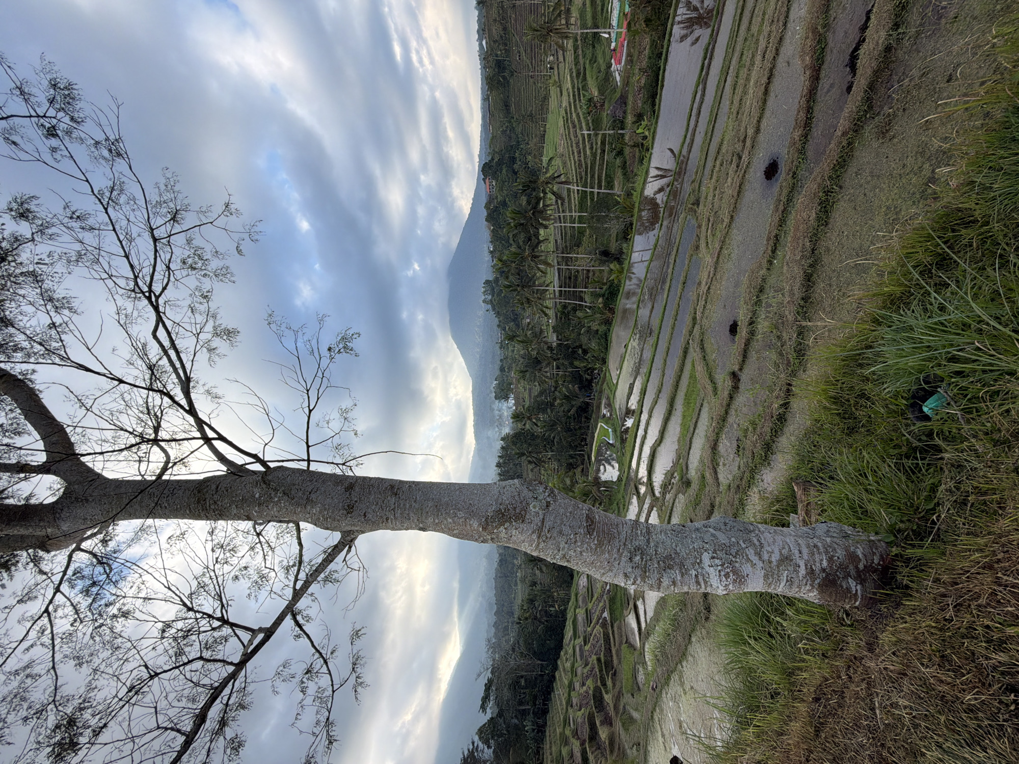 The image depicts a scenic view of the Jatiluwih rice terraces in Penebel, Indonesia, under a cloudy sky. In the foreground, a large tree with a textured gray trunk stands on the left, partially obscuring the view of the terraces. The rice terraces, cultivated in a tiered fashion, are filled with water, reflecting the sky and surrounding palm trees. Beyond the terraces, a lush green landscape extends towards a misty mountain range in the distance, with a prominent peak visible. The overall atmosphere is serene and natural, characteristic of rural agricultural landscapes. There are no people or discernible actions visible in the scene. The lighting suggests it might be early morning or late afternoon, with diffused sunlight breaking through the clouds.