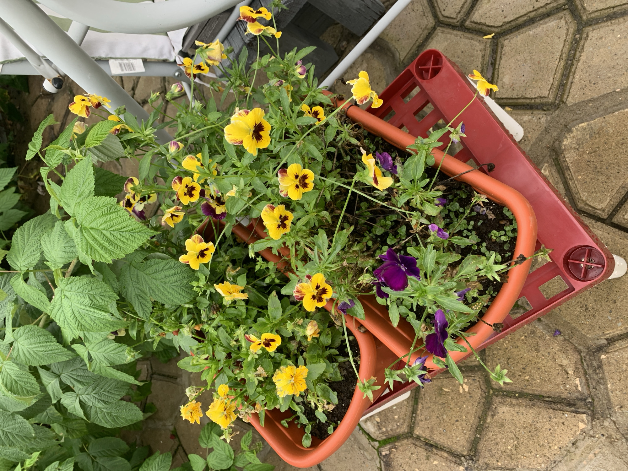In the city of Dubnik, Russia, on a paved patio, two orange planters are stacked on a red plastic crate. The planters are filled with soil and a variety of flowering plants. The dominant flowers are pansies, with bright yellow petals featuring dark centers and purple edges. Some purple pansies are also visible. Green foliage, likely from a raspberry plant, frames the top of the planters. The scene is outdoors, with a focus on the potted plants and their immediate surroundings.