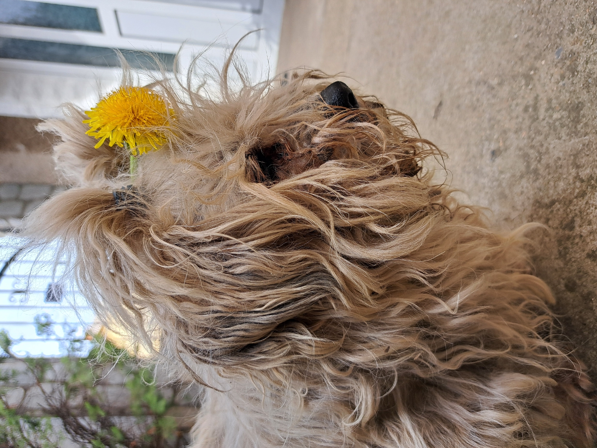 A tan, fluffy dog with a dandelion in its fur is on a concrete surface. The background includes a white building. The dog is looking up and to the right of the frame.
