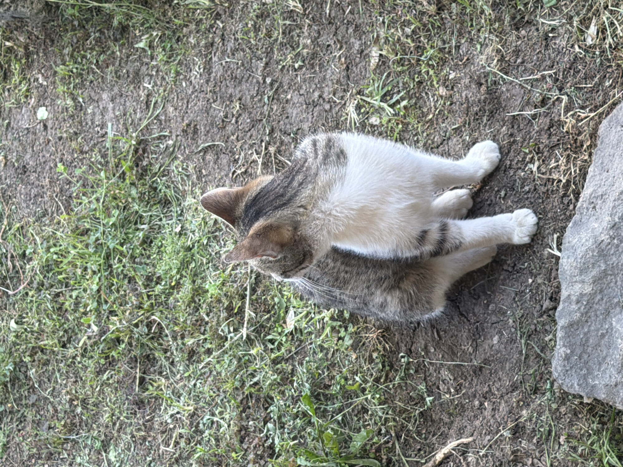 A cat lies on the ground in Merdzavan, Armenia. The cat is a mix of white and grey tabby markings. It is resting on a mix of dirt and grass near a grey stone. The environment suggests a rural setting.