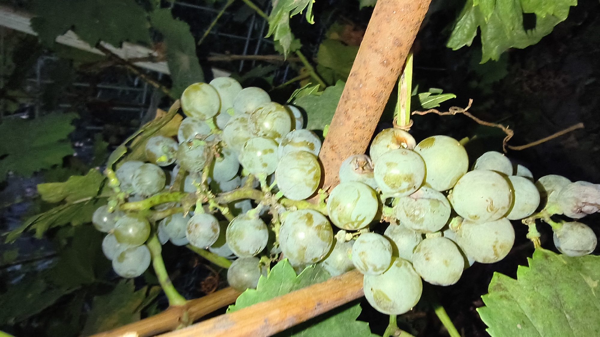 This is a close-up, vertical, outdoor, night photograph of a cluster of light green grapes hanging from a vine. The grapes are round and plump, some showing slight blemishes or a powdery white bloom. The vine has a woody brown stem and green leaves are visible in the background and foreground, some out of focus. A textured brown branch crosses diagonally through the image, partially obscuring the grapes. The background is dark and out of focus, suggesting a natural setting with some visible fence-like structures. The lighting appears artificial, highlighting the grapes.