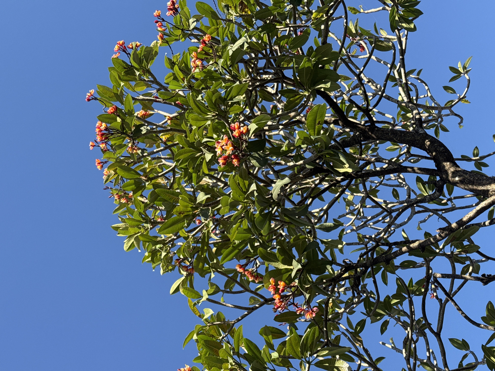 The image shows a low-angle view of a tree with green leaves and small orange and pink flowers against a clear blue sky. The tree branches are visible, creating a network against the sky. The sunlight appears to be bright, casting shadows on the leaves and branches. The scene suggests a warm, sunny day. The location context indicates this is Denpasar, Indonesia, which is known for its tropical climate. There is no visible text in the image.
