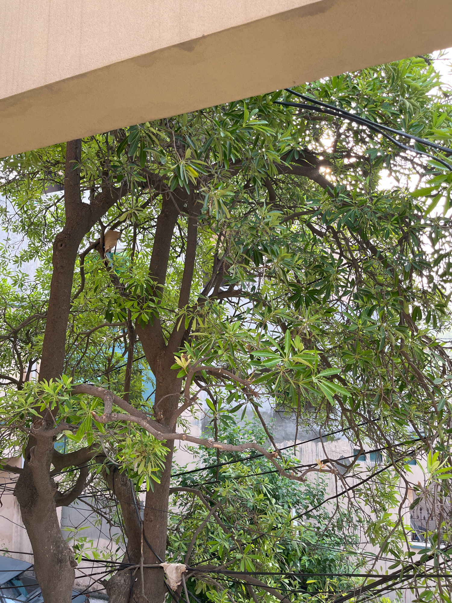 The image depicts a dense tree with lush green leaves, partially obscuring a building in the background. A beige overhang is visible in the upper portion of the frame. Several black electrical wires are intertwined with the tree's branches. A single bird, light brown and white, is perched on a branch on the left side of the tree. The scene appears to be an outdoor urban environment, possibly a residential area, in Samsani Khui, Pakistan.