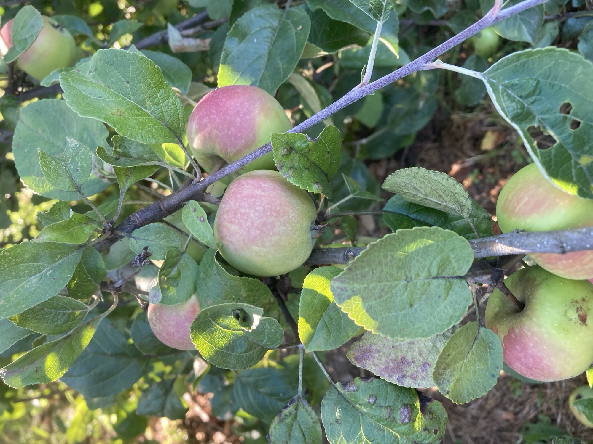 The image depicts a close-up view of an apple tree branch laden with ripening apples and green leaves. The apples exhibit a blend of green and pinkish-red hues, indicating they are nearing maturity. Some leaves show signs of minor damage, such as perforations and discoloration, which could be attributed to insects or disease. The background consists of dappled sunlight filtering through the foliage, suggesting an outdoor setting in daylight. The overall scene is natural and serene, conveying a sense of growth and the bounty of nature. The location is identified as Жодзінскі сельскі Савет, Belarus.