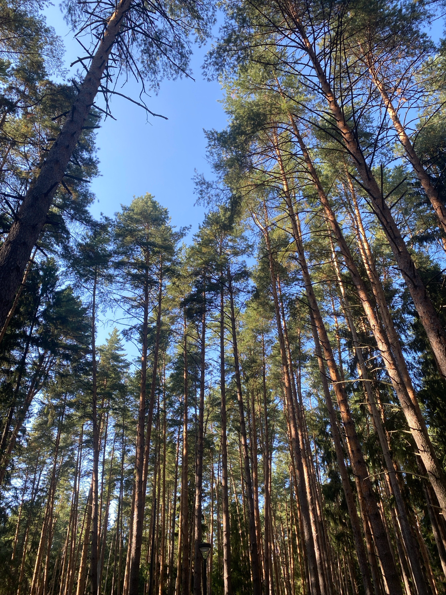 The image depicts a view looking up through a dense forest of tall pine trees, likely in Votkinsk, Russia, under a clear blue sky. The trees are closely spaced, with their trunks forming a vertical pattern that recedes into the distance. Sunlight filters through the branches, illuminating parts of the tree trunks and casting shadows. The foliage is a mixture of green needles and bare branches, suggesting a temperate climate. There are no visible people or animals in the frame. A single lamppost is partially visible in the lower right portion of the image, indicating the presence of a path or clearing within the forest. The perspective emphasizes the height and grandeur of the trees and the vastness of the sky.