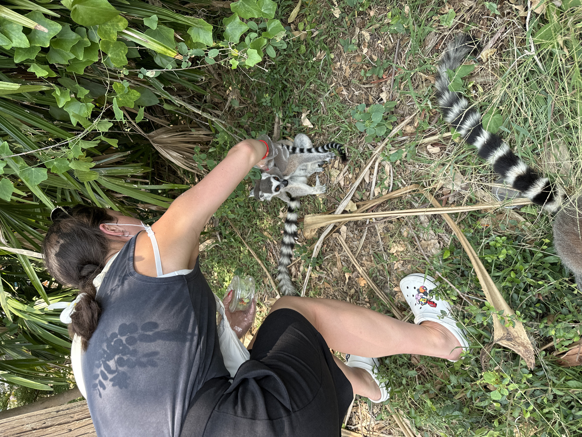 A person is kneeling on grass and feeding lemurs in an outdoor setting, likely a zoo or wildlife park. The person, likely a female, wears a grey tank top, black shorts, and white Crocs with cartoon decorations. She holds a clear container of food. The lemurs, several of which are visible, are ring-tailed and appear to be interacting with the person as they are being fed. One lemur is positioned directly in front of the person, while others are nearby. The location appears to be near vegetation including grass, vines, and palm fronds. The photograph was taken in Bang Phra Subdistrict, Thailand.