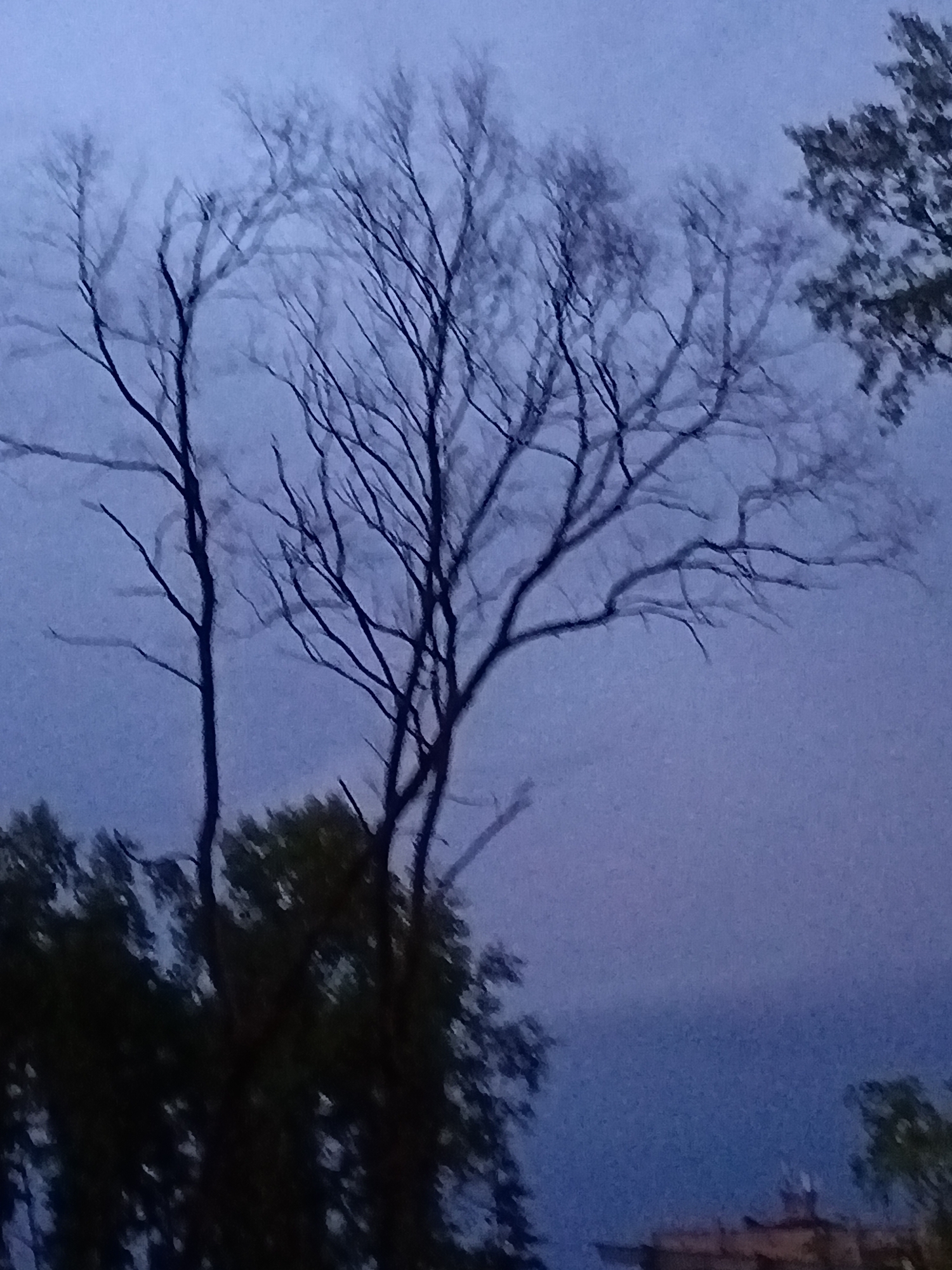 This image shows a dark, atmospheric view of trees against a dusky sky, likely taken in Komsomolsk-on-Amur, Russia. The foreground features the silhouetted branches of two leafless trees, one taller and more prominent on the left, and another to its right. Their intricate network of branches creates a stark, almost skeletal appearance against the muted blue and grey tones of the sky. The sky itself is overcast, suggesting either early morning or late evening, with a hazy quality that softens the edges of the distant landscape.
In the background, the upper branches of a fully foliated evergreen tree are visible on the far right, providing a darker, more solid mass against the sky compared to the bare trees. Below the trees, a dark band of foliage suggests more dense vegetation or the tops of other trees, further obscuring the ground level. A faint hint of man-made structures, possibly rooftops or buildings, can be discerned in the lower right portion of the image, indicating the proximity of an urban or suburban environment. The overall impression is one of quiet, slightly melancholic natural beauty, with the twilight setting lending an air of mystery and introspection.