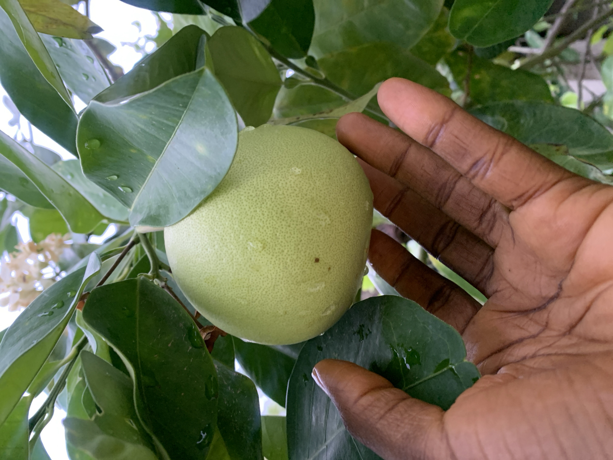 A close-up, high-angle shot captures a human hand interacting with a large, light green, spherical fruit, likely a pomelo or grapefruit, hanging amidst lush green foliage. The fruit has a slightly textured skin with visible pores and a few small brown spots. Numerous green leaves, many adorned with small water droplets, surround the fruit, suggesting recent rain or dew.
The hand, with a dark skin tone, is positioned on the right side of the frame, with its fingers gently curved around the fruit, appearing to either support it, touch it, or inspect it. The background shows more blurred green leaves and branches, with glimpses of a bright, overcast sky. To the upper left, a cluster of small, white or cream-colored blossoms is visible, indicating that the tree is in bloom. The scene is brightly lit, consistent with daytime. No text is visible in the image.