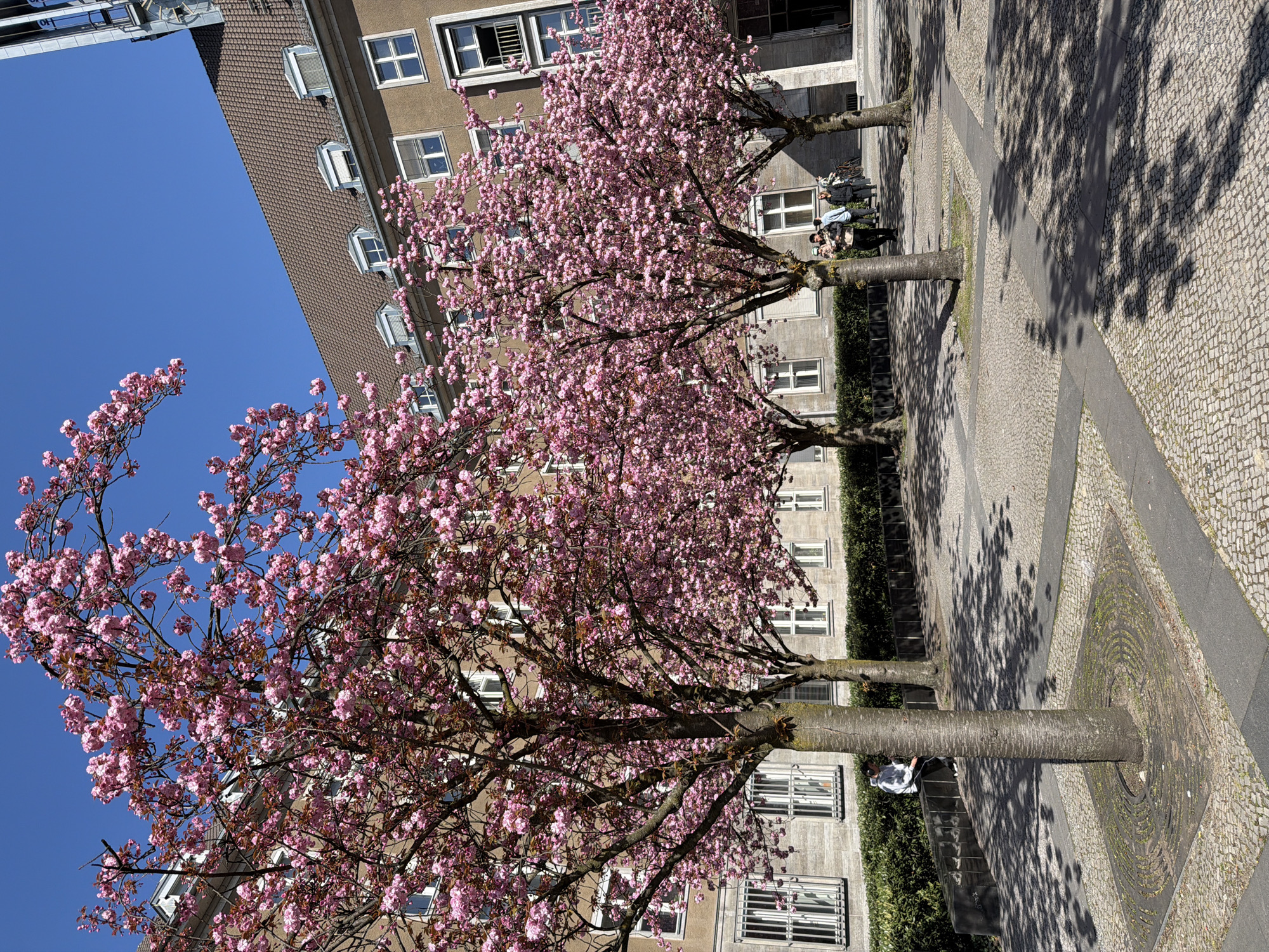 The image shows a street lined with flowering cherry trees in Berlin, Germany. The trees are in full bloom with pink blossoms. Behind the trees is a light brown building with multiple rows of windows. The sky is clear and blue. The sidewalk is made of cobblestones, with dark gray lines dividing it. There are people standing and sitting near the trees. Shadows of the trees and branches are cast on the sidewalk.