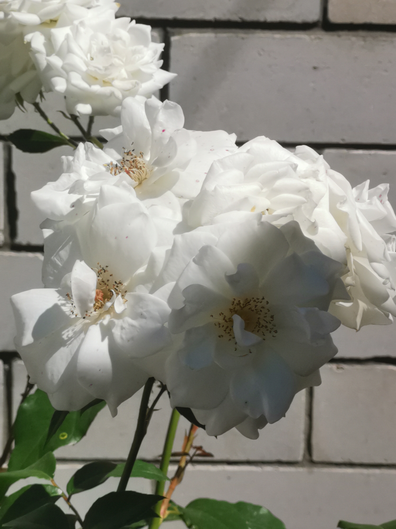 A cluster of white roses is in bloom, their petals delicate and layered, with prominent yellow stamens at their centers. Some petals show faint pink spotting. The roses are set against a background of a light grey brick wall, the bricks forming a horizontal pattern with visible mortar lines. Lush green leaves and stems are visible, some appearing slightly out of focus, suggesting a garden setting. The lighting casts soft shadows, highlighting the textures of the petals and the brickwork. The image quality is good, with clear focus on the roses. The location is stated to be Кубина, Russia.
