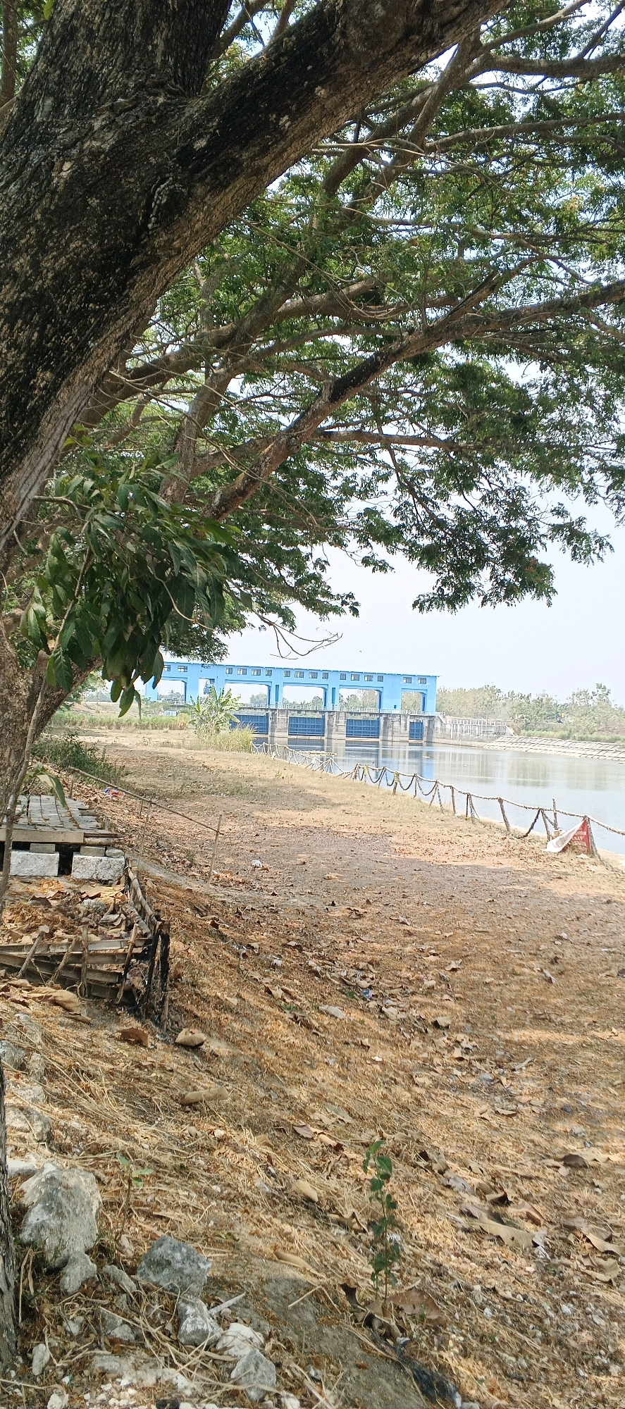 The image depicts a landscape scene near a dam in Parengan, Indonesia. A large tree with rough bark and dense foliage dominates the left side of the frame. Its branches extend over a dry, grassy area littered with fallen leaves and debris. In the background, a bright blue dam structure is visible across a body of water, with a clear sky overhead. A rope barrier with posts separates the dry bank from the water. The foreground shows a wooden walkway or structure partially covered in debris. The overall environment appears to be rural and somewhat arid.
