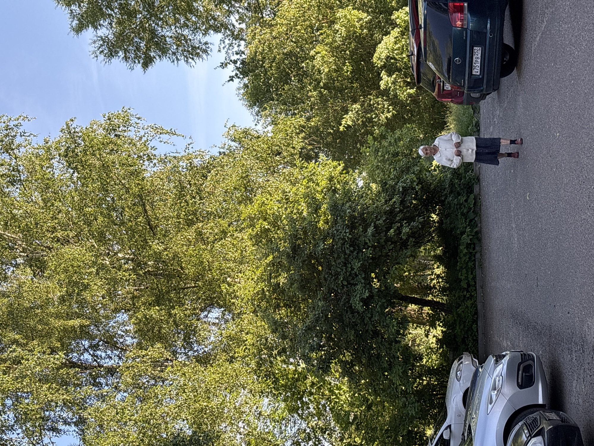 An elderly woman with white hair, wearing a white cardigan and a dark skirt, walks across a paved area. She is positioned in the center of the frame, facing forward. Behind her, to the right, are two parked cars, one dark green and one dark red, with license plates visible. The dark green car has a license plate that reads "A751PB 252". To the left of the woman and in the foreground, parts of two other parked cars are visible. The background is dominated by lush green trees and foliage, with a clear blue sky visible above. The scene appears to be a parking lot adjacent to a wooded area, likely in Sarov, Russia, given the context.