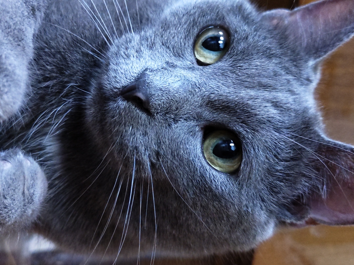 A close-up, eye-level, head-on shot shows a domestic shorthair cat with gray fur. The cat is looking directly at the camera with its head slightly tilted. Its eyes are a striking green-yellow color with black pupils. Long, white whiskers extend from its muzzle, and its nose is dark and triangular. The background is a blurred, earthy brown. The image is well-lit, with the cat's fur appearing soft and slightly textured.