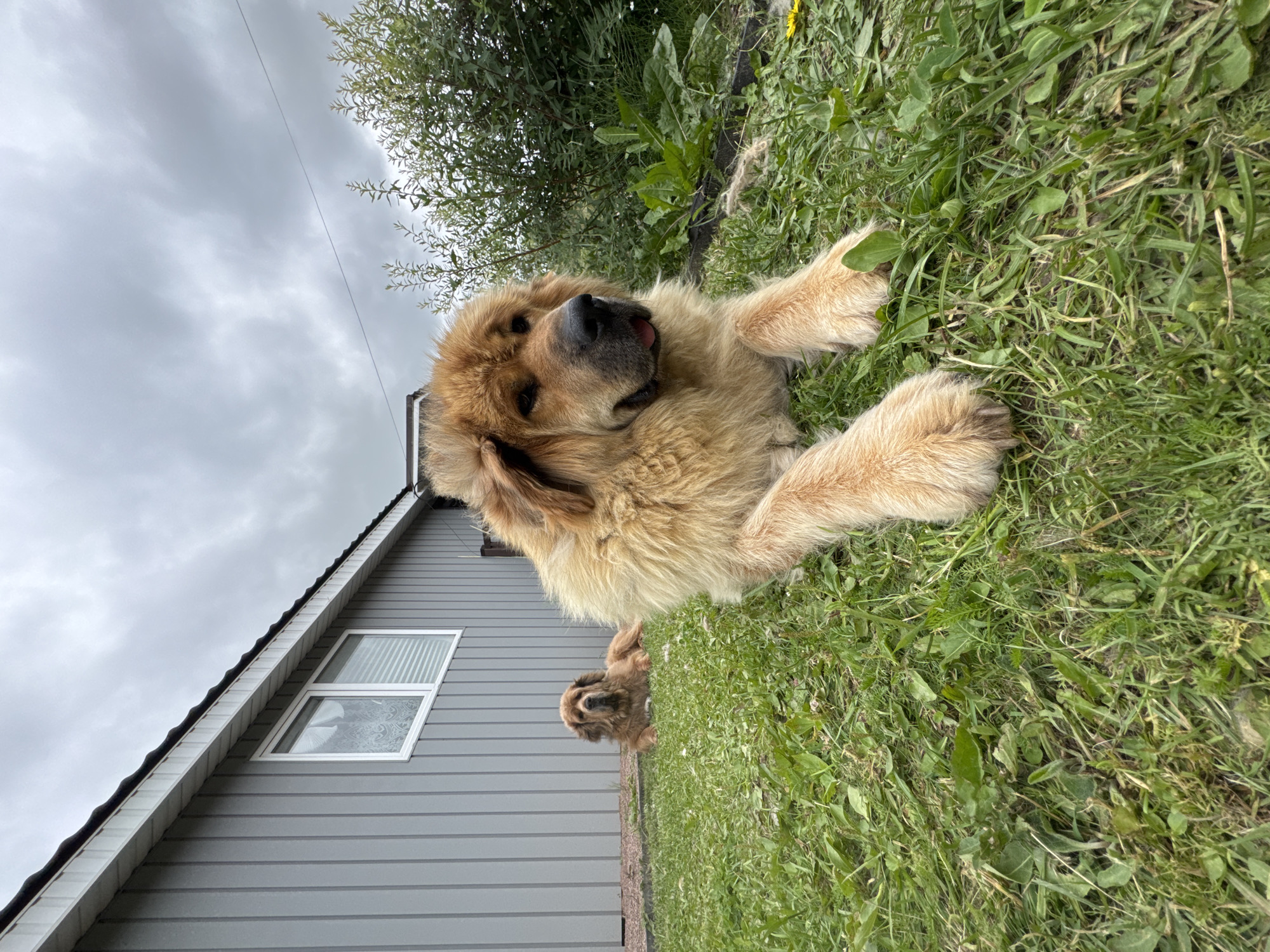 Two Tibetan Mastiff dogs are resting on a patch of grass in front of a grey, modern-style house. The larger dog is in the foreground, lying down with its paws crossed. The smaller dog is further back, also lying down and facing the camera. The house has a white-trimmed window and a dark roof. A dense green bush is to the right of the frame. The sky is overcast with grey clouds. The image appears to have been taken in Kempelevo, Russia.