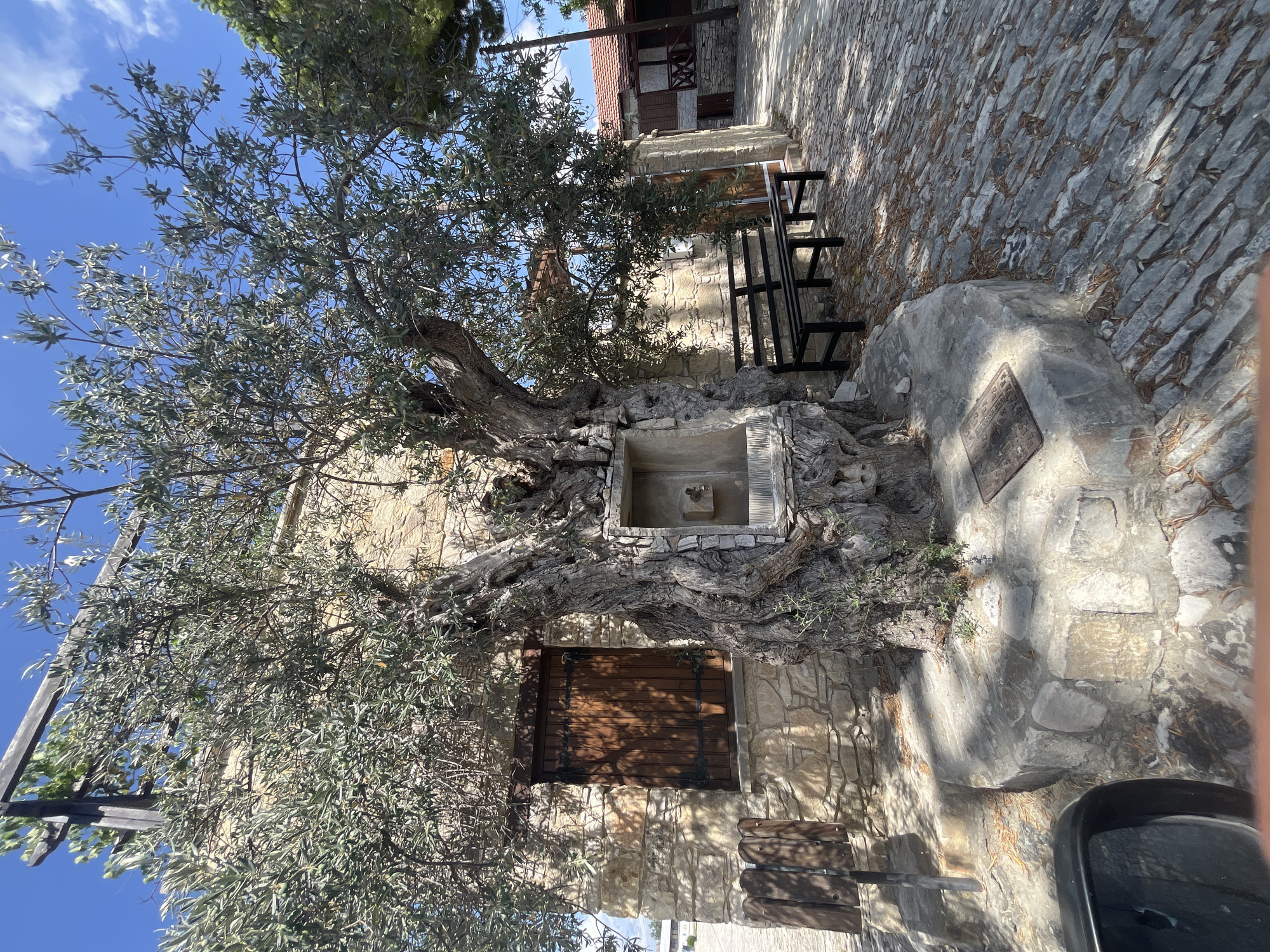 In Silikou, Cyprus, a prominent, ancient olive tree with a thick, gnarled trunk stands in front of a stone building. The tree has a recessed stone structure integrated into its base, appearing to be a former water fountain with a small spigot. To the right of the tree, a black metal bench sits on a cobblestone path. The building behind the tree features wooden shutters on its windows. The scene is bathed in sunlight, casting dappled shadows from the tree's foliage. The ground is paved with irregular stones, and dry leaves are scattered around. The sky is blue with scattered white clouds. No people are visible in the image.