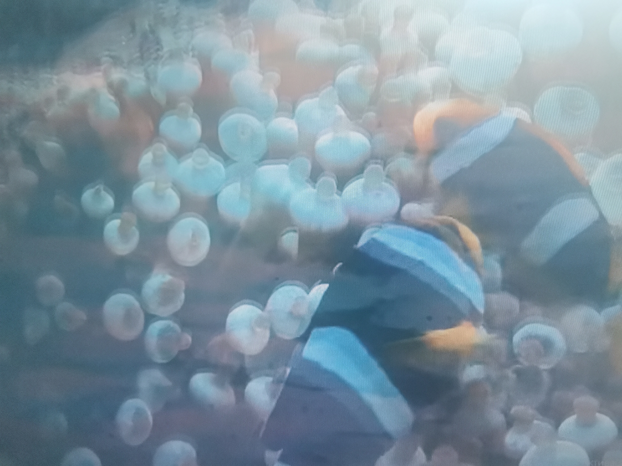 The image depicts an underwater scene, likely within a coral reef ecosystem. Two clownfish, identifiable by their orange and white stripes, are visible. One clownfish is in the foreground, with its body angled upwards and to the right. Its fins are spread, and it appears to be swimming. The second clownfish is further back and to the right, partially obscured by the first. The background is filled with numerous sea anemones, their tentacles creating a textured, bulbous appearance. The lighting suggests an aquatic environment, with soft illumination filtering from above. The image does not provide any information about the city of Belaazyorsk, Belarus, as the scene is clearly underwater and not representative of any urban landscape.