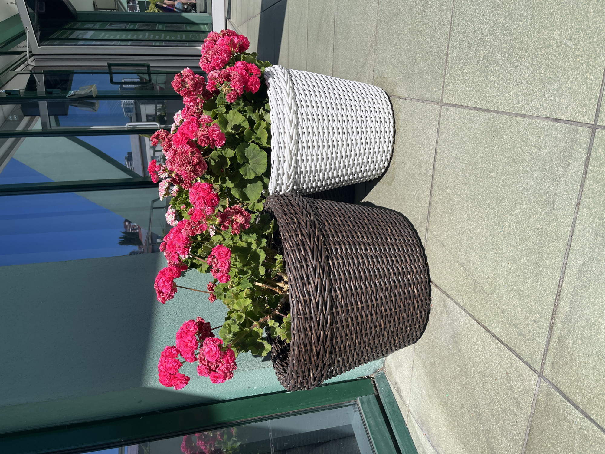 Two potted geraniums with bright pink flowers sit on a tiled patio. The planter on the left is made of dark brown wicker, and the planter on the right is made of white wicker. Behind the planters, a light teal-colored wall is visible, with large windows reflecting a clear blue sky. The tiles on the patio are a speckled light green. The scene is brightly lit by sunlight, casting shadows from the planters and the wall. The location is the city of Sochi, Russia.