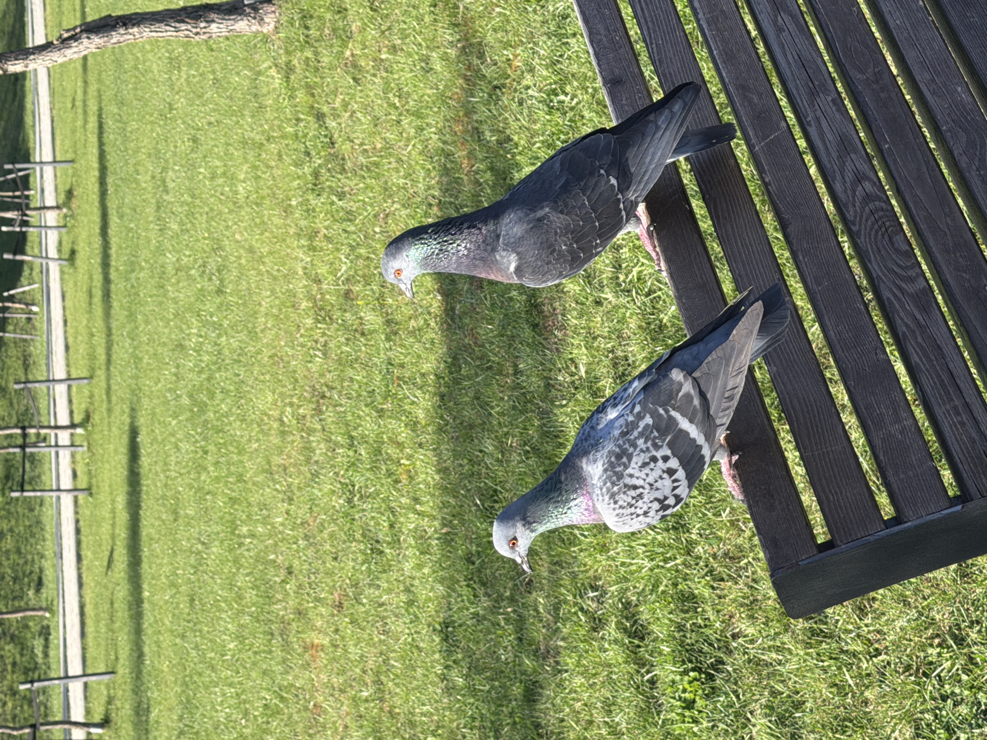 Two pigeons stand near a dark-stained wooden bench on a green lawn. In the background, a path with metal barriers lines the grass. The location is in a park in Votkinsk, Russia.