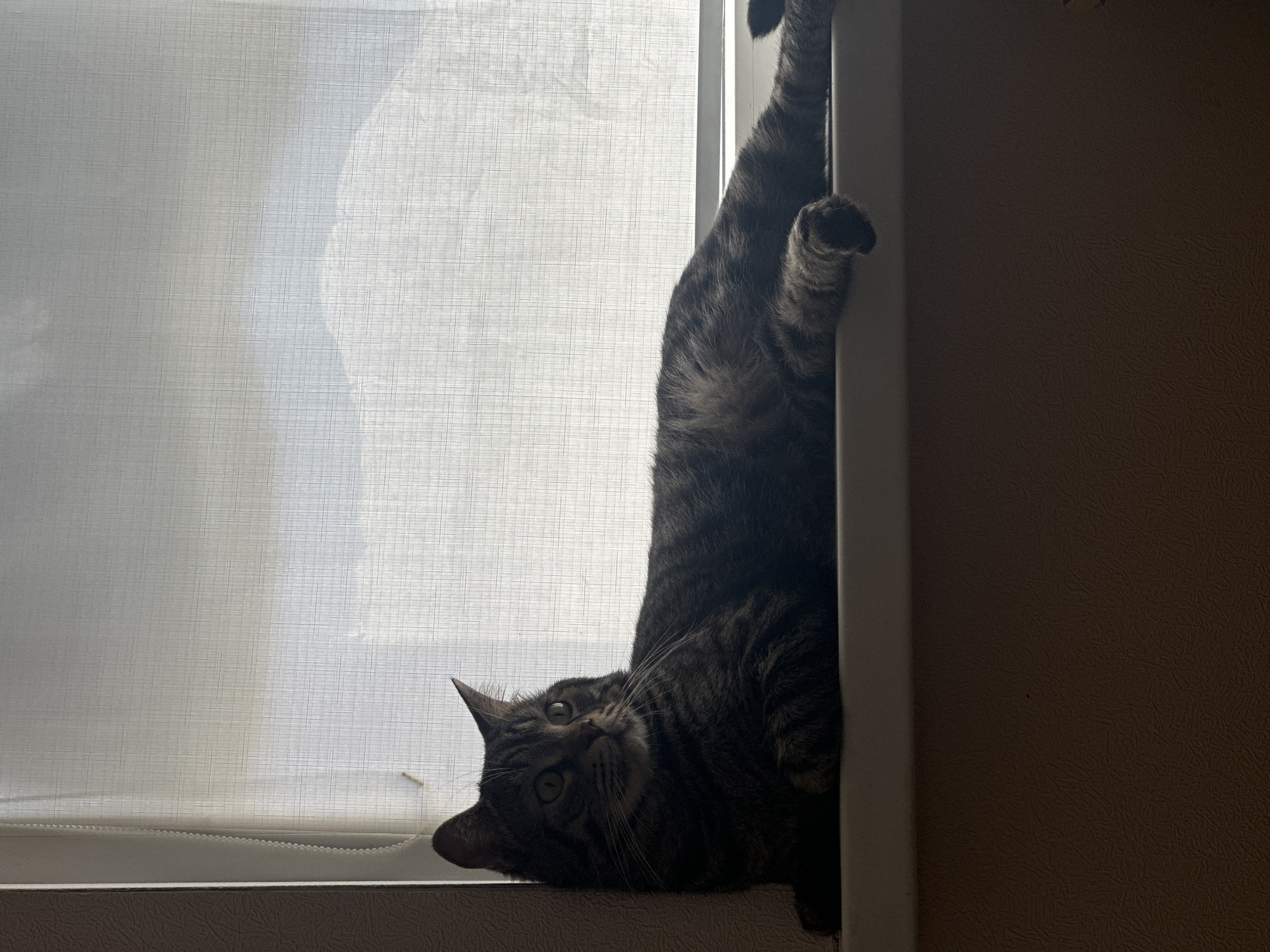 A tabby cat is captured in a playful and unusual pose, hanging upside down near a window. Its head is inverted, looking directly at the camera with wide, curious eyes. One front paw is extended upwards, gripping a light-colored vertical frame, likely a window or door frame, on the right side of the image. The cat's patterned fur appears dark due to the backlighting from the window.
The scene is an indoor setting, likely a home, with a large window occupying the left side of the frame. The window is covered by sheer white blinds or curtains, which diffuse the bright natural light coming from outside. This creates a strong backlit effect, highlighting the cat's silhouette while still allowing some detail of its tabby markings to be seen. To the right of the vertical frame, a dark brown, textured wall or piece of furniture is visible. The bright light through the window indicates it is daytime. There is no visible text in the image. The location context is a domestic interior in Stavropol, Russia.