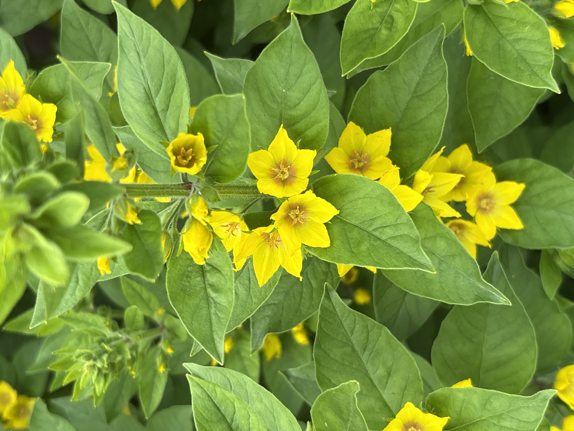 The image is a close-up, vertical shot of yellow flowers with green leaves. The flowers have five petals and are clustered together on a stem. The leaves are ovate and have a slightly serrated edge. The background is blurred, with more yellow flowers and green foliage visible. The lighting is bright, suggesting an outdoor setting. The image does not depict any identifiable landmarks of Kumyony, Russia, or any people.