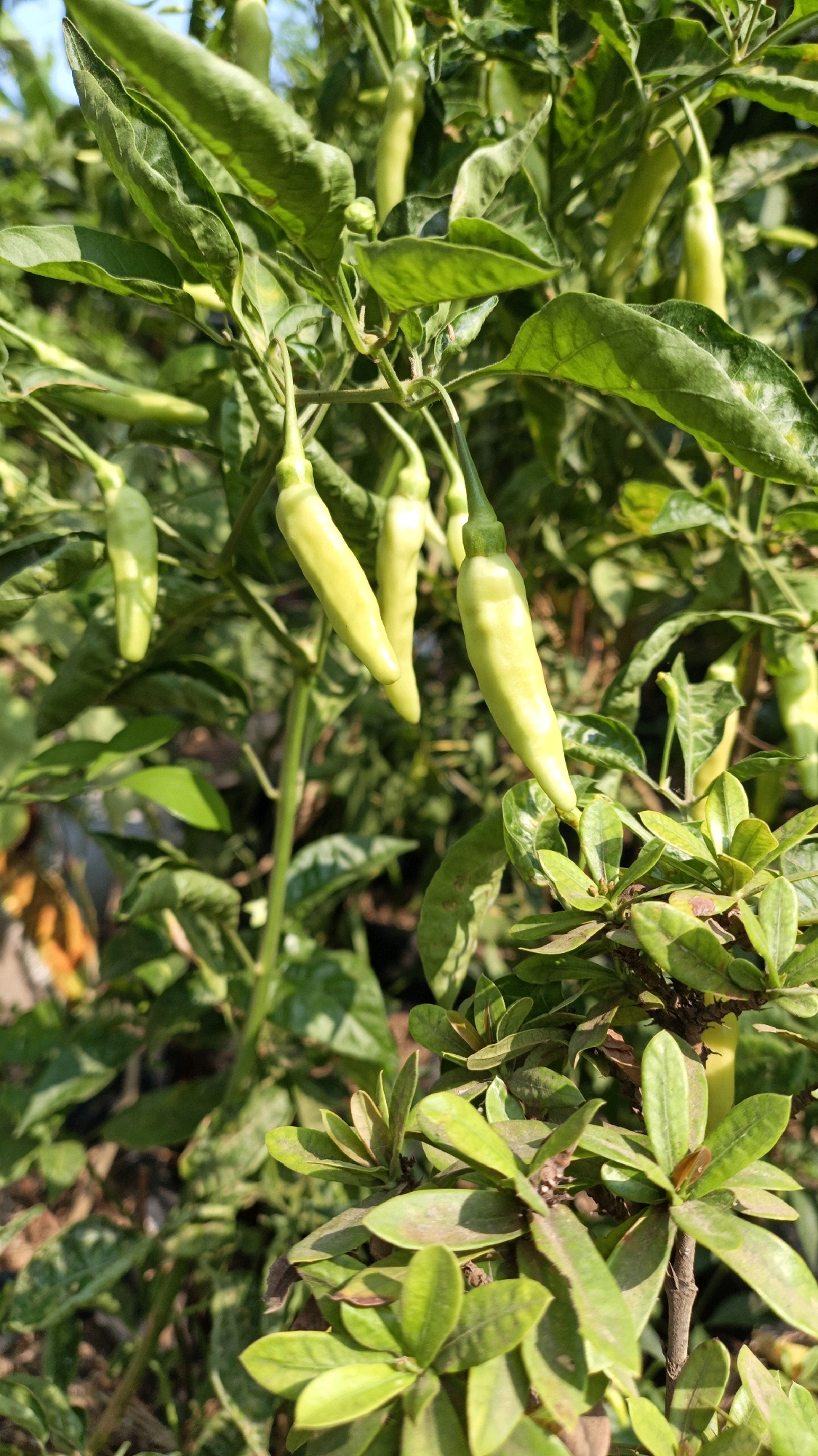 A close-up, vertical, eye-level shot captures a cluster of young, pale green chili peppers hanging from a plant. The peppers are elongated and taper to a point, with some showing slight curvature. They are surrounded by lush green leaves, some of which are slightly wilted or damaged. The sunlight creates highlights on the peppers and leaves, casting subtle shadows. The background is a blur of green foliage and hints of brown earth, suggesting an outdoor setting, likely a garden or agricultural area in Cikal, Indonesia. There are no people or animals visible in the frame.