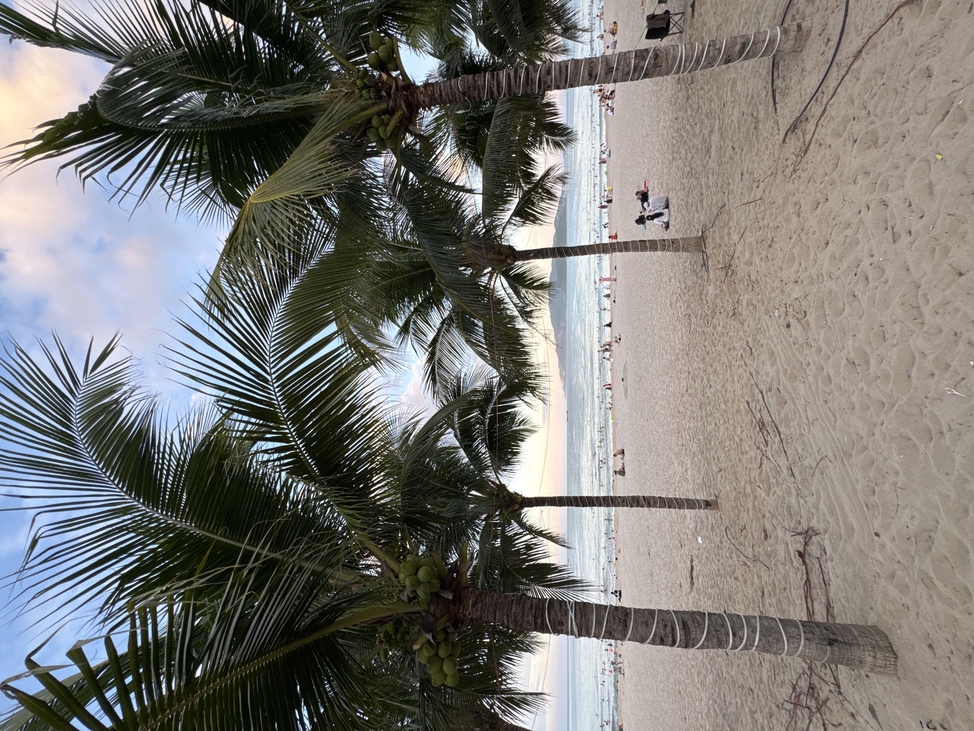 This is a photograph taken at Nha Trang beach in Vietnam, likely during the late afternoon or early evening, as indicated by the soft, warm light and pastel colors in the sky. The foreground is dominated by the sandy beach, with the trunks of several mature palm trees prominent. These trees have coconuts visible on one of them. The palm fronds extend across the upper portion of the image, framing the sky and the view of the beach and ocean.
The beach is populated with numerous people. Some are walking along the shoreline, while others are sitting or lying on the sand. A cluster of individuals is gathered in the mid-ground, with a couple sitting together on the sand. Further out, the ocean is visible, with many people swimming or wading in the water. In the distance, a line of hills or mountains can be seen against the horizon. The sky is a mix of blue and soft pink and orange hues, suggesting a sunset or sunrise. The overall atmosphere is one of leisure and relaxation on a popular beach.