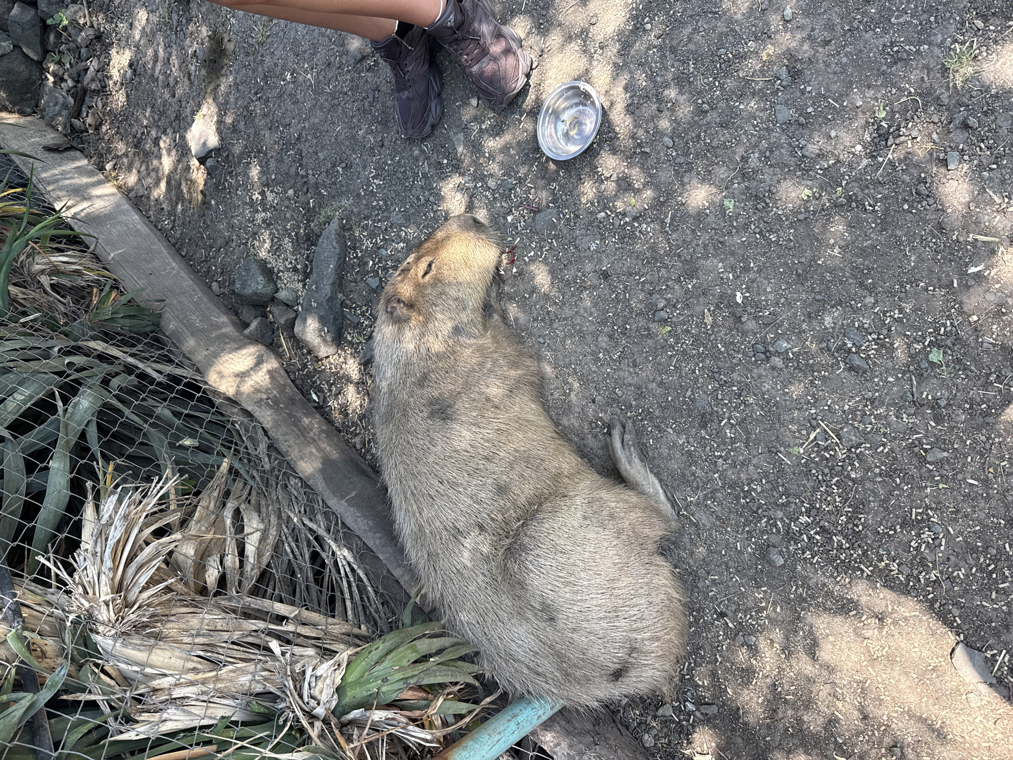 A capybara is lying on the ground in an enclosure, possibly a zoo or animal sanctuary. The capybara is a large rodent with coarse, brown fur, and it is resting with its eyes closed. Next to the capybara, a person's legs are visible, wearing dark athletic shoes. A small metal bowl with some liquid and what appears to be food is on the ground near the capybara's head. The enclosure's ground is a mix of dirt, small stones, and scattered debris, including some dry plant matter and what looks like animal feed. In the background, a chain-link fence encloses the area, and behind that, dry and green vegetation can be seen. The scene appears to be outdoors, as indicated by the sunlight casting shadows on the ground. The specific location in Burgas, Bulgaria is not discernible from the image.