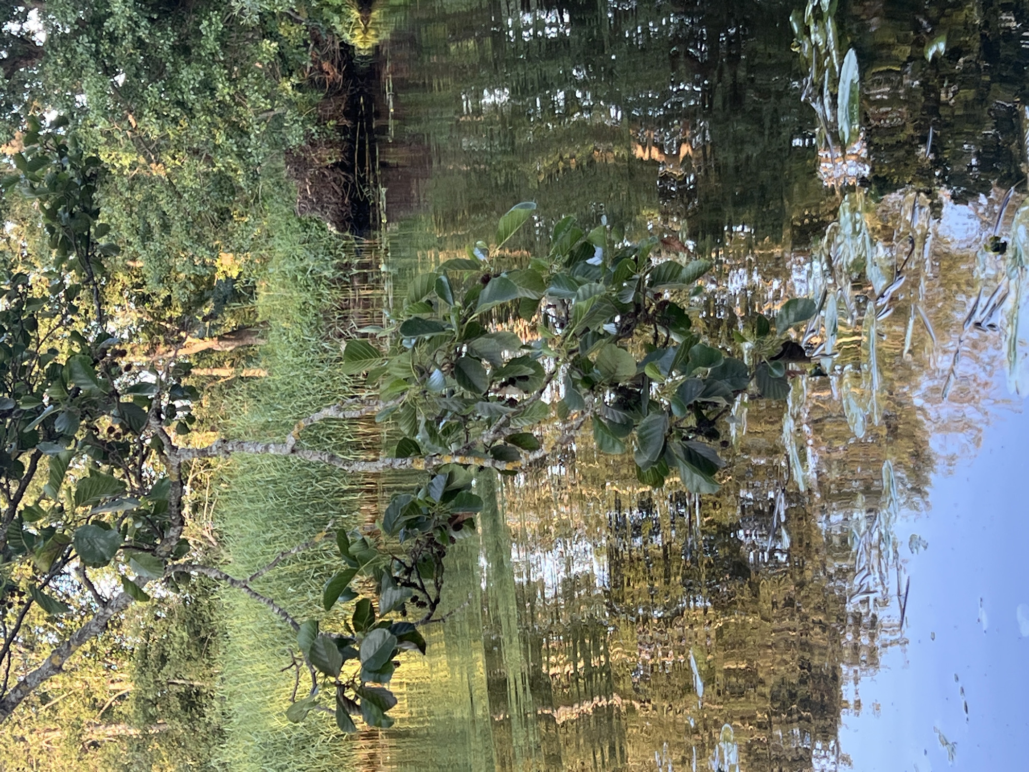 The image captures a serene natural scene, likely in Šyša, Lithuania. In the foreground, a tree branch with lush green leaves extends into the frame from the left, its gnarled bark and lighter-colored branches adding texture. The tree appears to be leaning over a body of water. The water's surface reflects the surrounding environment, creating a distorted yet beautiful mirroring effect of trees and vegetation. Tall, reedy grasses line the bank on the left side of the image, their green hues creating a soft backdrop. The water itself is calm, with ripples distorting the reflections of the trees and the sky. The light suggests it is either early morning or late afternoon, with a warm, golden glow illuminating parts of the scene, particularly the reflections in the water. The overall mood is peaceful and tranquil, evoking a sense of natural beauty and quietude. There is no visible text in the image.