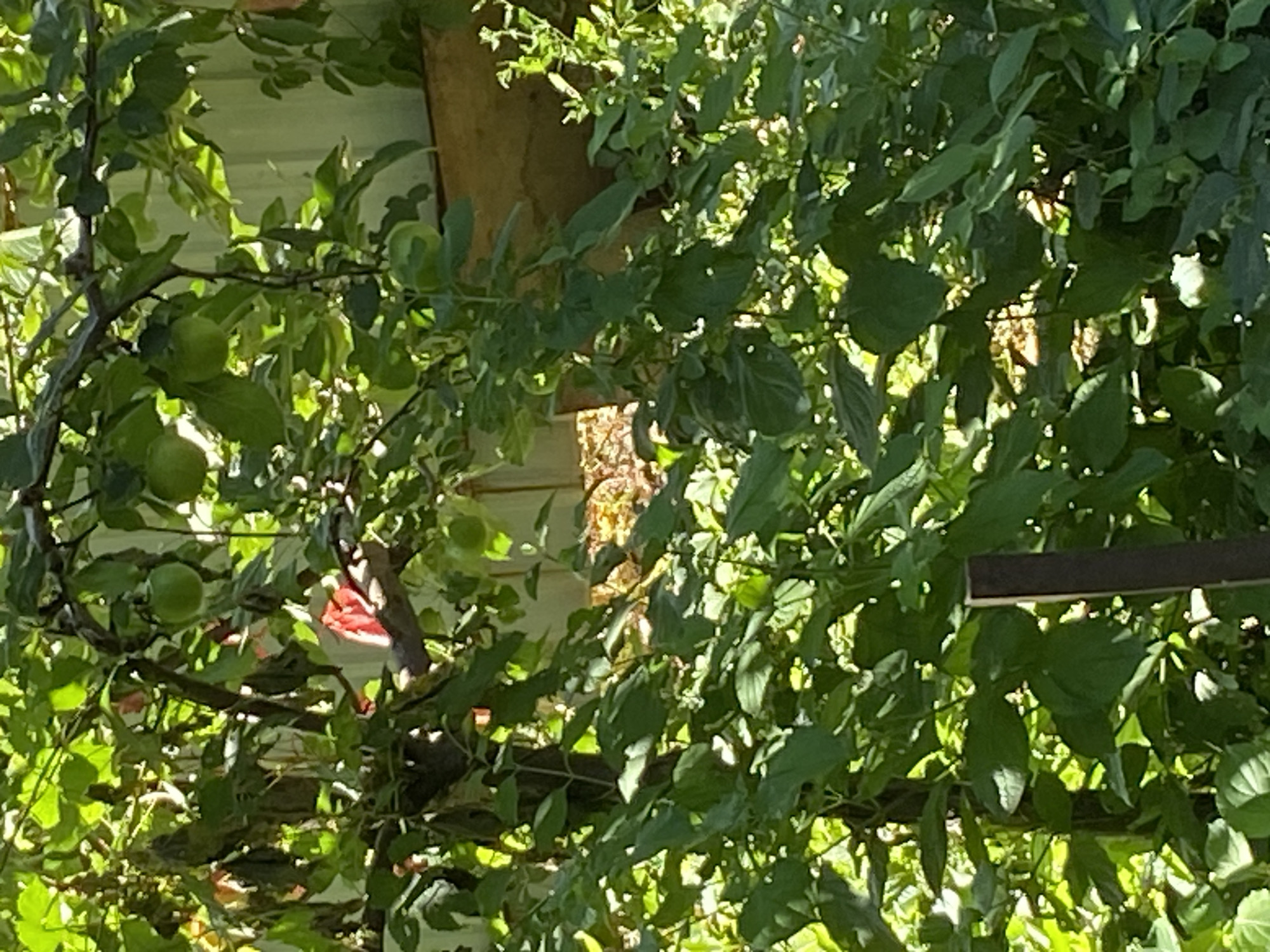 The image depicts an outdoor scene with abundant green foliage and dappled sunlight. In the upper portion of the image, a tree branch is visible with several green, round fruits, likely apples. A piece of bright red fabric is draped over the branch, partially obscured by leaves. The background consists of a light-colored, textured surface, possibly a fence or wall, and further foliage. In the foreground, dense green leaves and stems dominate the frame. A dark, vertical wooden stake is positioned in the lower center of the image. The setting appears to be a garden or yard. The image was taken in Uman, Ukraine.