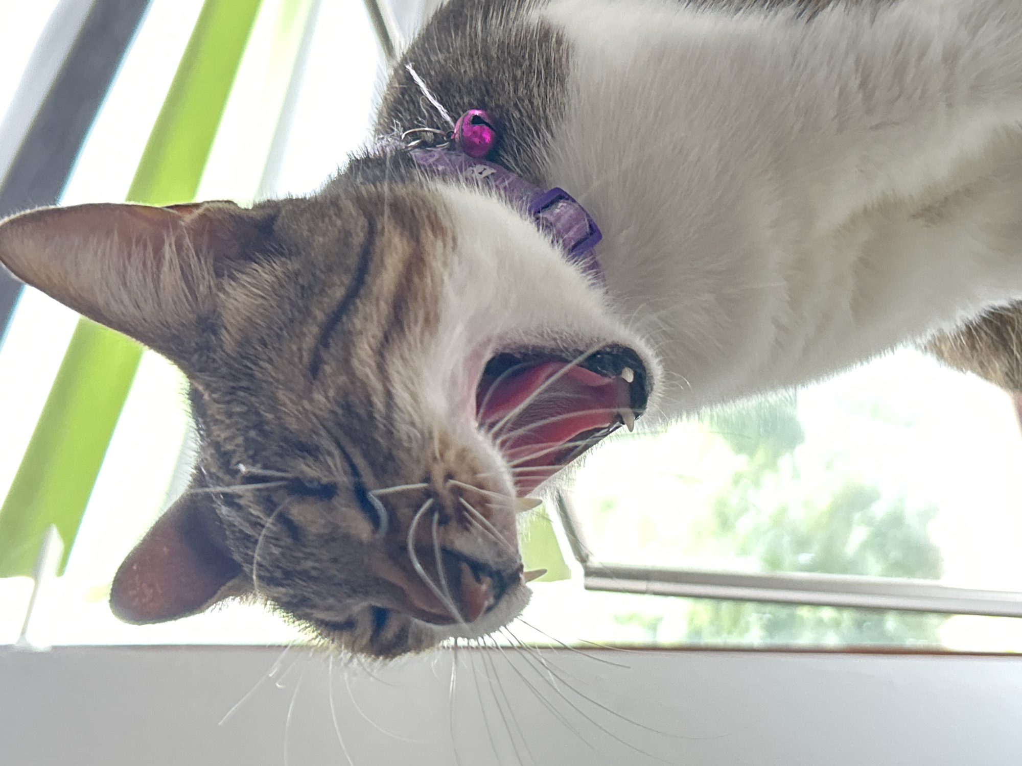 The image shows a close-up of a cat's face as it yawns. The cat has tabby markings on its head and chest, with white fur on its chest and belly. It is wearing a purple collar with a small pink bell. The cat's eyes are closed, and its mouth is wide open, revealing its pink tongue and sharp teeth. The background is blurred and appears to be a window with green blinds. The image does not contain any identifiable landmarks or features that would suggest a specific location within the city of Heilbronn, Germany.