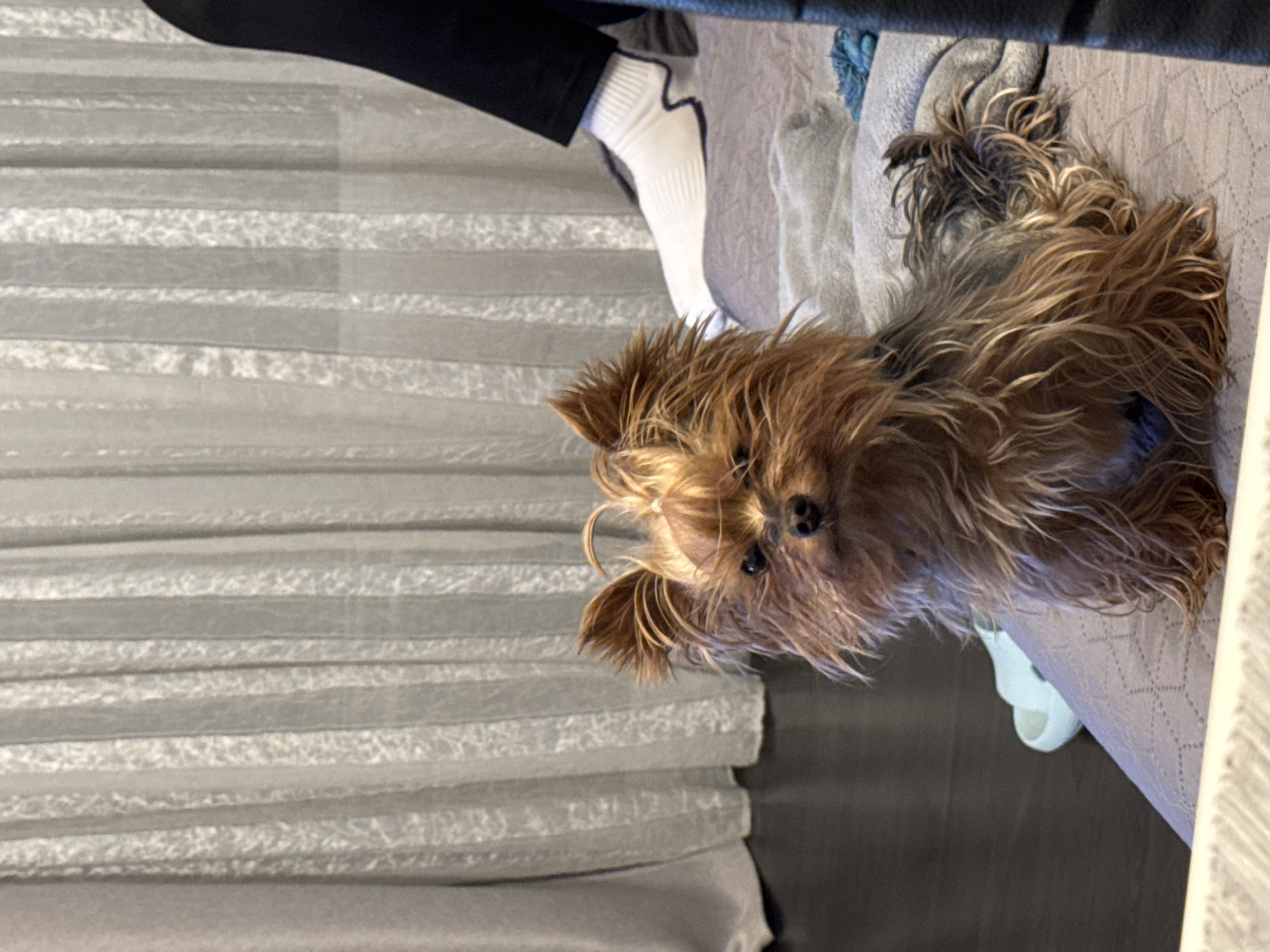 A Yorkshire Terrier with brown fur sits on a gray patterned surface, possibly a bed or couch. A leg wearing black pants and a white sock is partially visible. A white sandal is near the dog. Background includes a gray curtain and a gray floor. There is no information to indicate this image was taken in Kozloduy, Bulgaria.