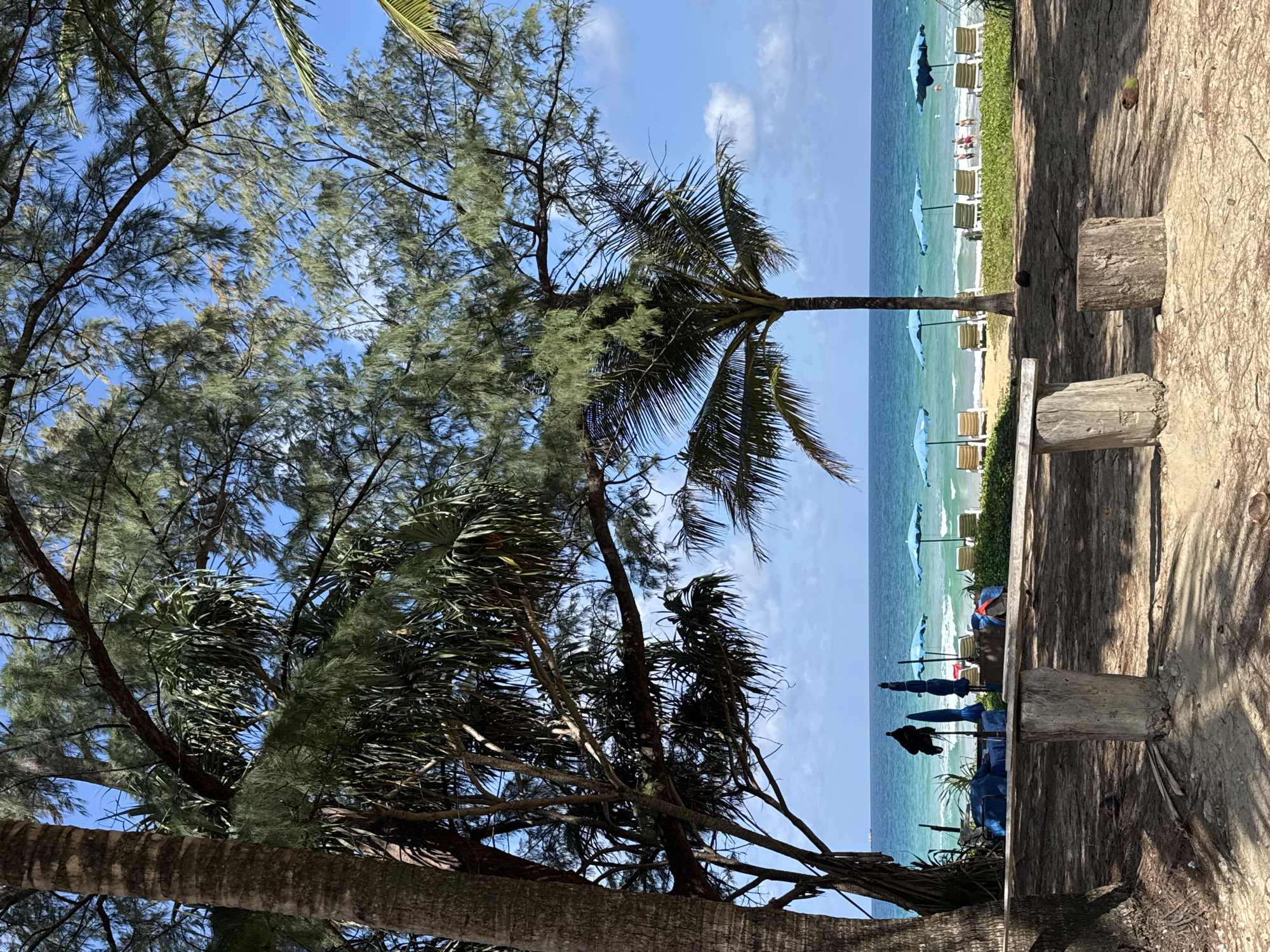 In Karon, Thailand, a tropical beach scene unfolds under a bright blue sky with scattered white clouds. The foreground is dominated by sand and the base of a large tree, with a rough-hewn wooden table and two log-like seats positioned centrally. Beyond this, a line of empty beach chairs and turquoise umbrellas stretches along the sandy shore. The ocean, a vibrant gradient of blues, meets the coastline with gentle waves. In the distance, a few people are visible in the water, and a ship is silhouetted on the horizon. Lush green foliage, including palm trees and other tropical vegetation, frames the view, casting dappled shadows on the sand. The overall impression is one of a serene and inviting beach resort setting.