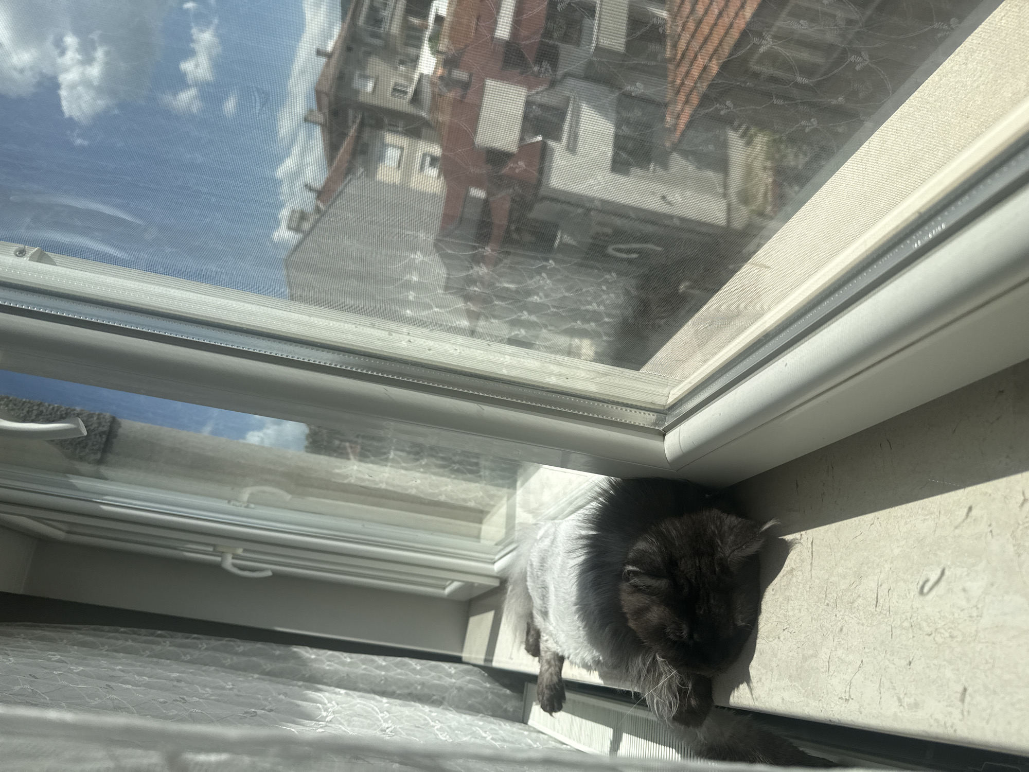 A long-haired cat is positioned on a window sill in front of a closed window. The outside view shows a building and sky with clouds through the window screen.