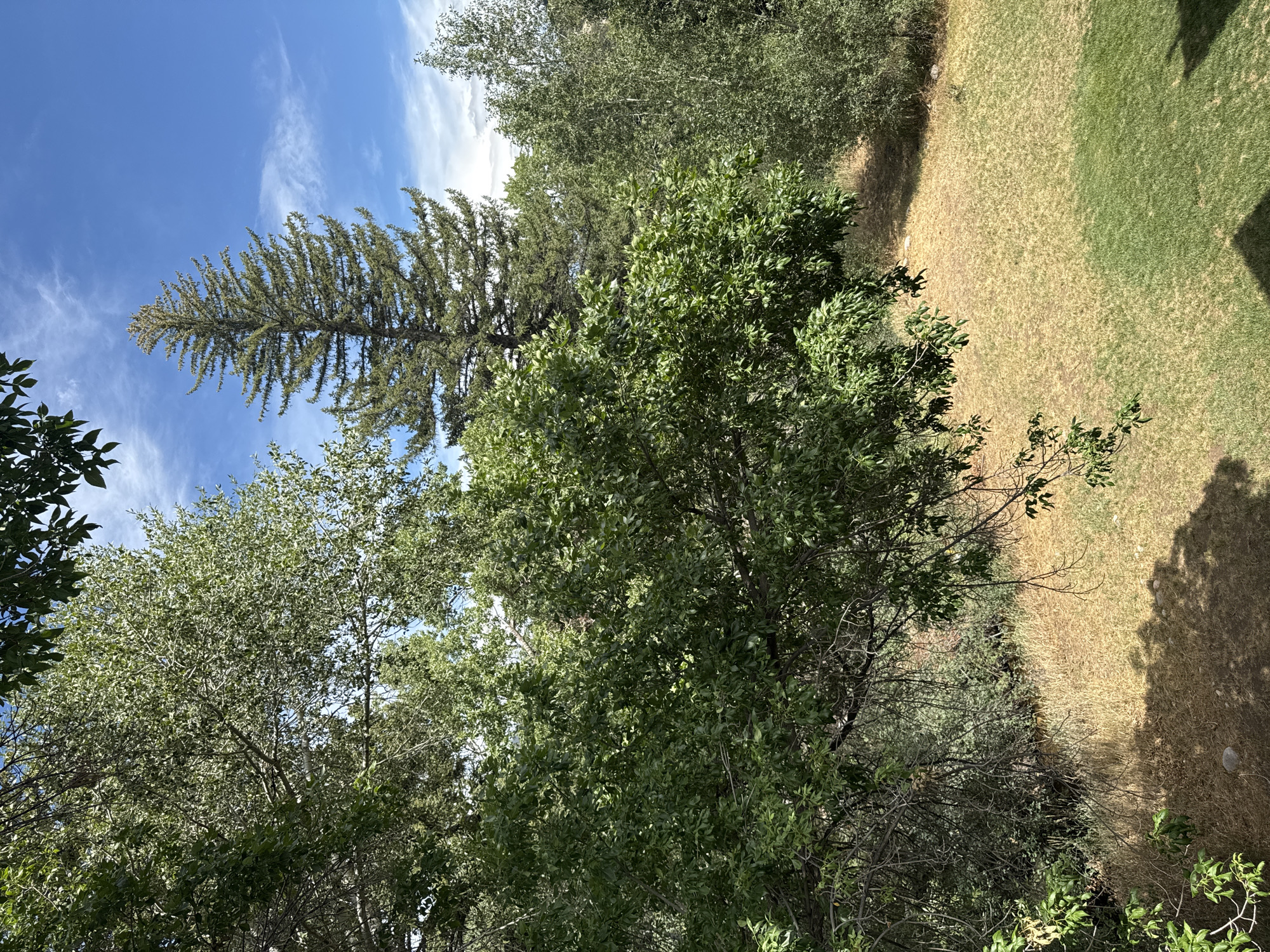 The image depicts a natural outdoor scene, likely a backyard or park area, in Avon, United States of America. The foreground is dominated by lush green trees with dappled sunlight filtering through their leaves. In the middle ground, a tall, slender evergreen tree stands prominently against a bright blue sky with wispy white clouds. Beyond the trees, a dry, golden-brown grassy area transitions into a patch of greener grass, suggesting a well-maintained lawn. The overall impression is one of a sunny day in a verdant, possibly semi-arid environment.