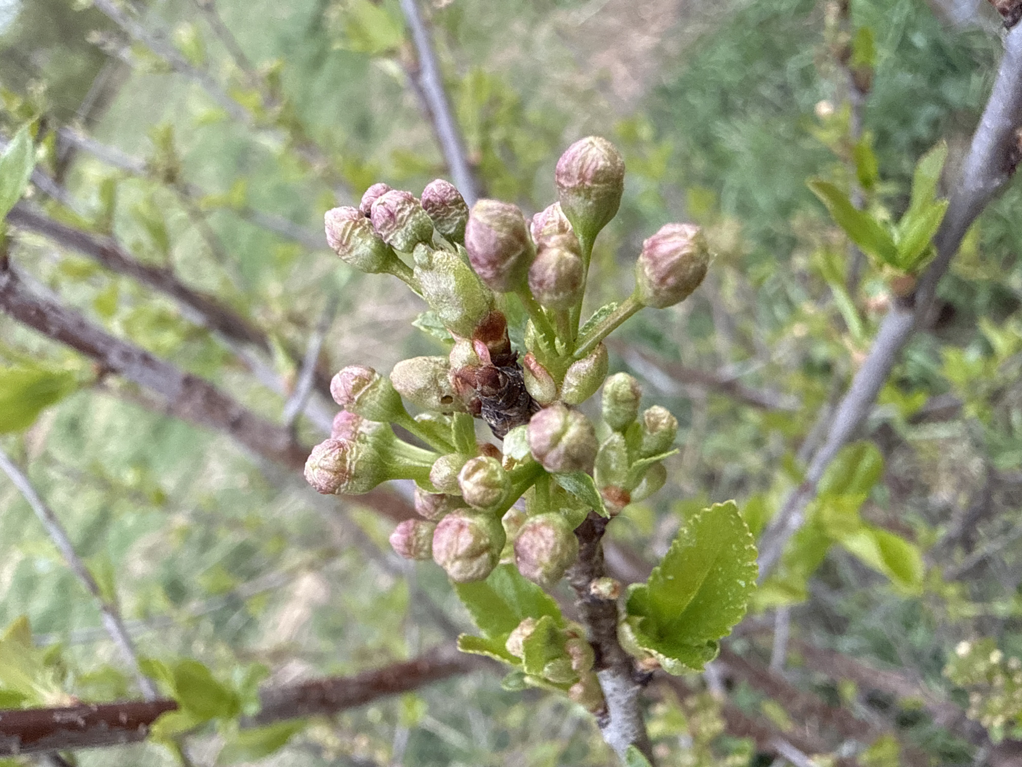 The image shows a close-up view of a tree branch with numerous flower buds in various stages of development. The buds are predominantly green with tinges of pink, indicating they are close to blooming. A few small, newly formed green leaves are also present on the branch. The background is blurred, suggesting a natural outdoor environment with other trees and vegetation. The overall scene suggests springtime. The location is stated as Zhigalki, Russia, however, there is no visual evidence to support this claim.