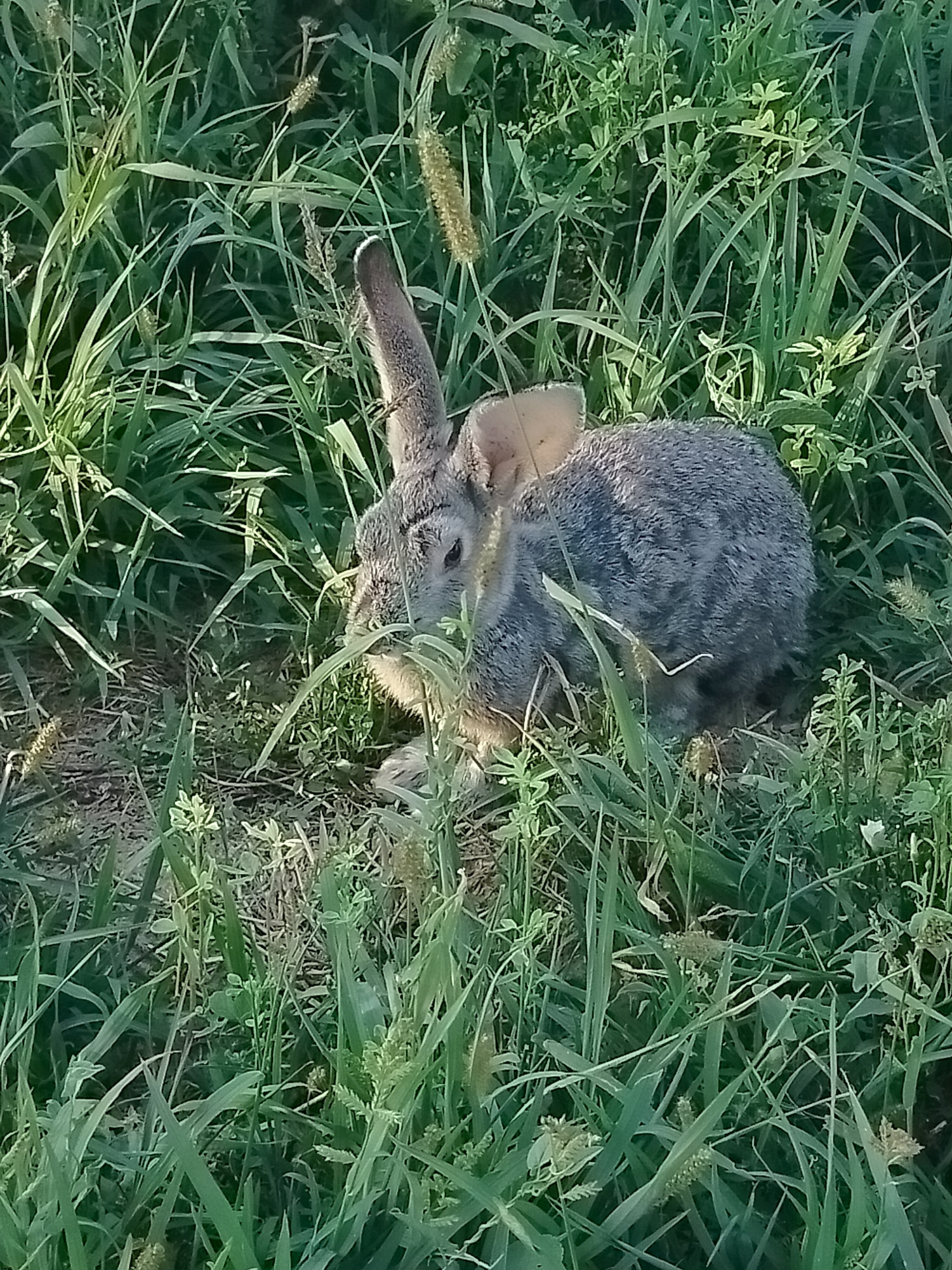 A young rabbit is nestled among tall green grass in a field. The rabbit has grey and brown fur, and its ears are pointed upwards. The grass is lush and appears to be in a natural, undeveloped area. The lighting suggests it is daytime, possibly late afternoon due to the soft shadows. The scene depicts a wild animal in its natural habitat. This image was taken in the vicinity of the city of Көлкент, Kazakhstan.