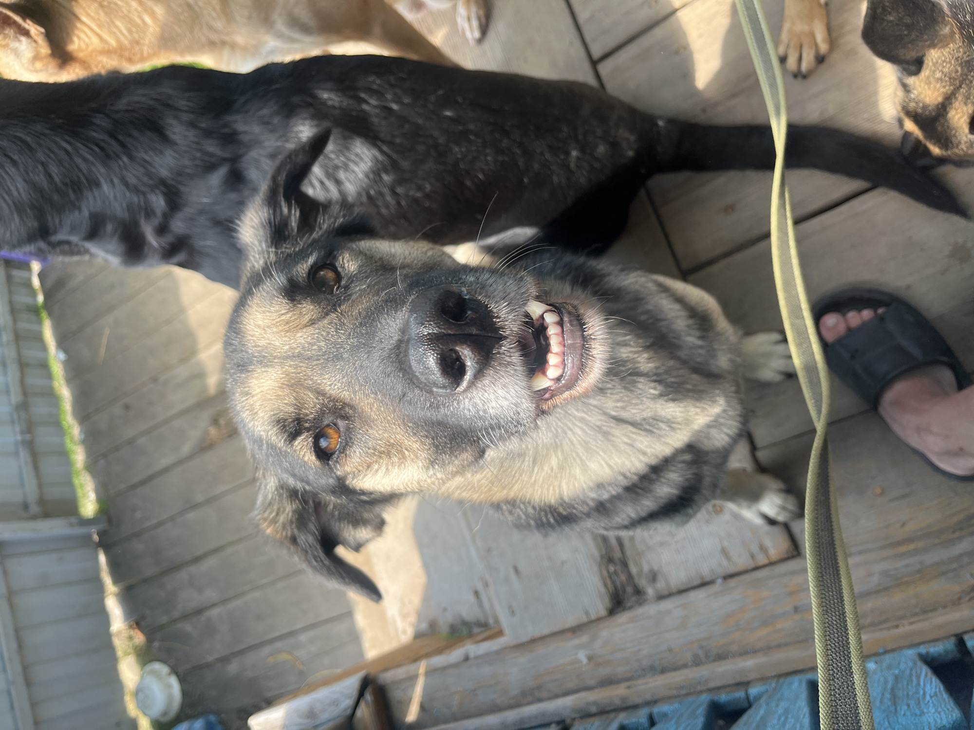 A medium-shot image shows a group of dogs on a wooden deck in a vaguely urban outdoor setting. The closest dog, a German Shepherd mix with tan, black, and grey fur, is looking directly at the camera with its mouth open, exposing its teeth. Behind it, a large black dog stands partially obscured, and to the right, a tan dog is visible from the hindquarters up. A human foot wearing a black sandal is in the lower left corner of the frame. A yellow and grey leash is draped across the deck in the foreground. The background shows a pale wooden fence and patches of green grass, suggesting a backyard or shelter. The image is taken during the daytime, with shadows indicating bright sunlight. The overall scene is informal and appears to be candid. The location is not specified within the image, and therefore its presence in Nizhny Tagil, Russia, cannot be confirmed from visual evidence.