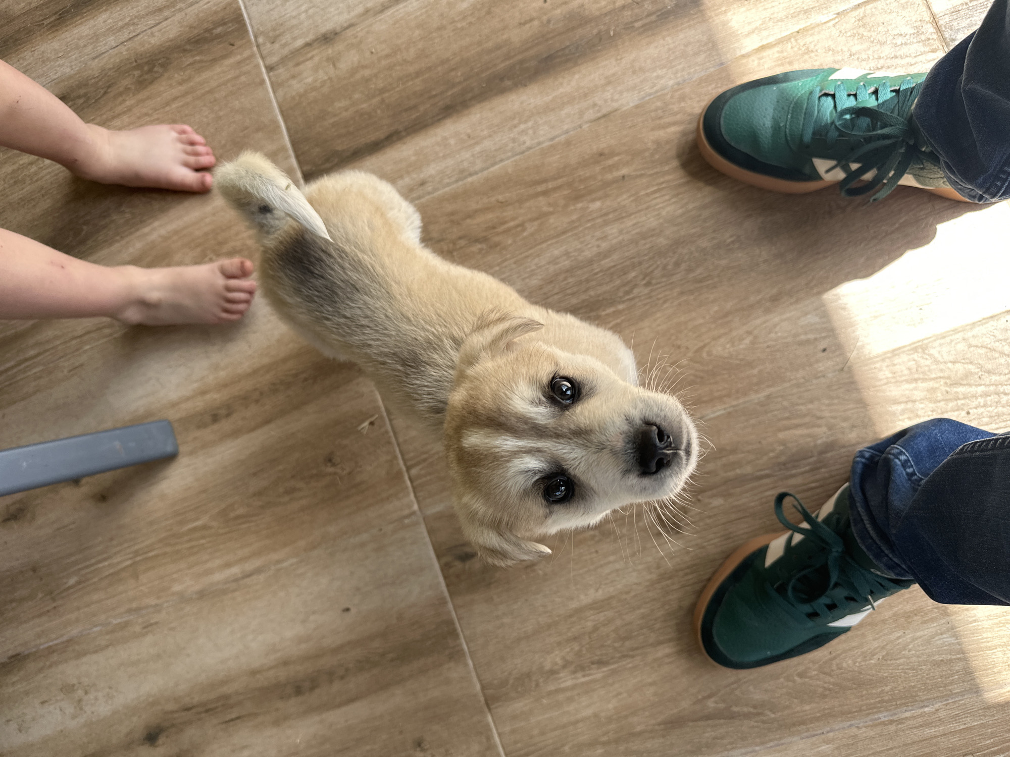 The image shows a top-down view of a light-colored puppy standing on a wooden-patterned floor. The puppy is looking up towards the camera with a curious expression. To the left of the puppy are a child's bare feet. To the right of the puppy are a person's feet wearing green sneakers with jeans. A corner of a gray chair leg can be seen in the upper left corner of the image. The image was likely taken indoors in Mrachenik, Bulgaria.