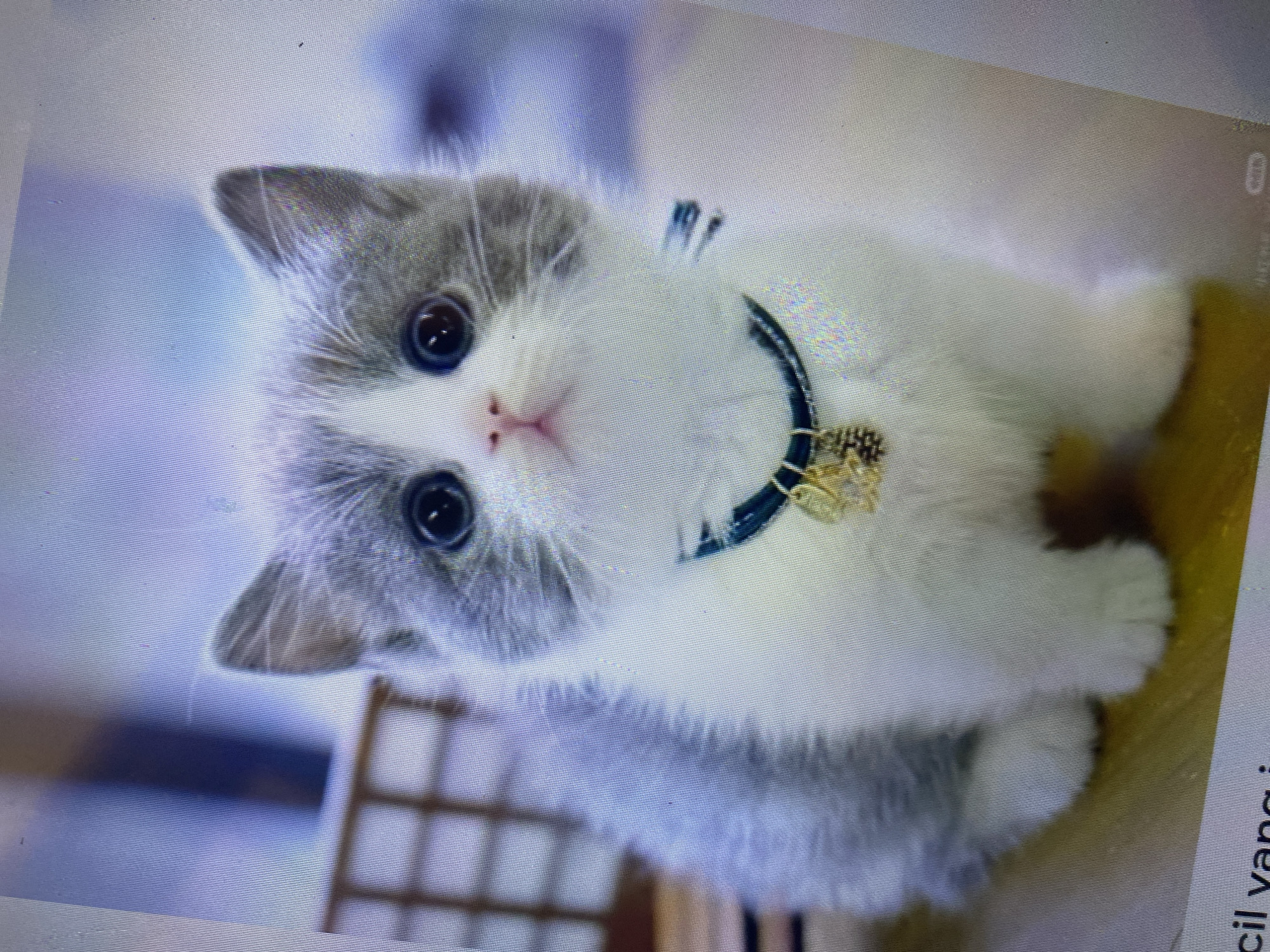 The image shows a close-up of a British Shorthair kitten. The kitten is predominantly white with grey patches on its head, ears, and back. It has large, dark eyes, a pink nose, and a small pink mouth. A dark blue collar with gold charms hangs around its neck. The kitten is sitting on a light brown wooden surface. In the background, out of focus, is a blurred wooden structure, possibly part of a basket or enclosure, and a soft blue background. The image appears to be a photograph taken on a digital screen, as evidenced by the visible pixel grid and scan lines. There is no discernible location in Ta', Indonesia.