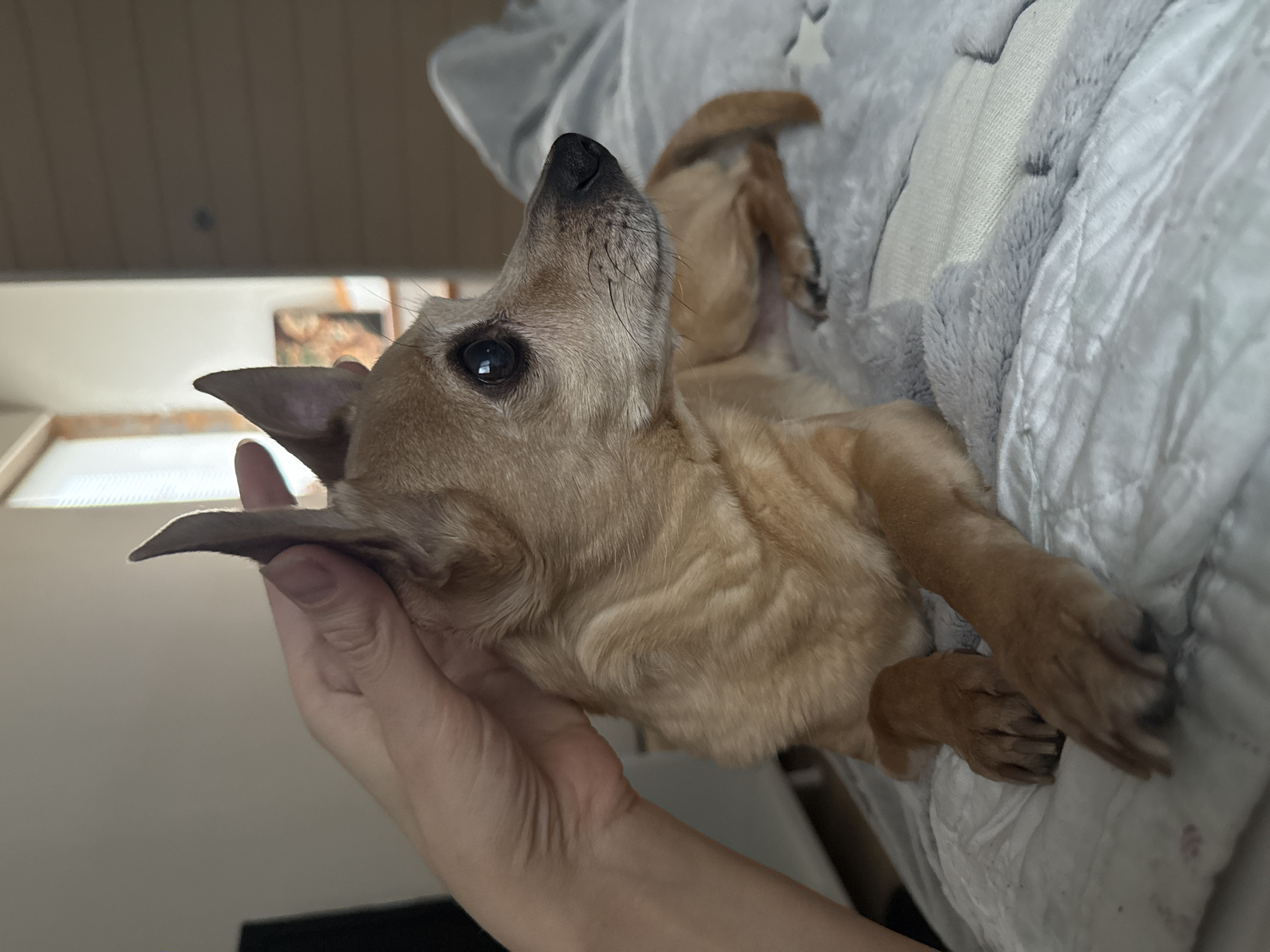 A light brown Chihuahua-mix dog is lying on its back on a white and gray plush blanket. A hand is touching the dog's head and neck. The room is brightly lit with natural light. A window and part of a framed picture are visible in the background.