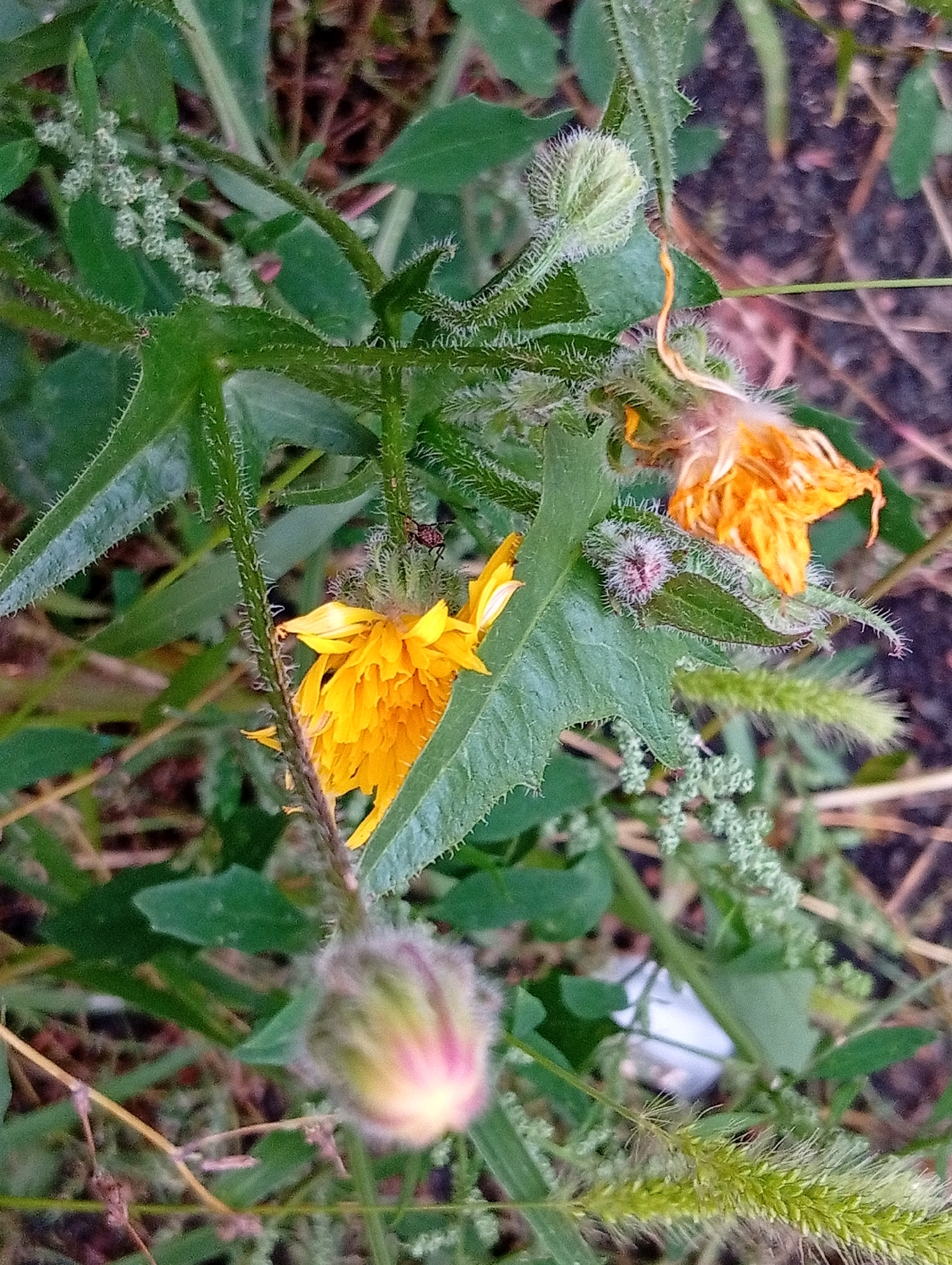 The image shows a close-up view of a patch of wildflowers and foliage. The dominant colors are various shades of green from the leaves and stems, with bright yellow and faded orange from the flowers. One yellow flower is in sharp focus, appearing somewhat wilted. Another faded orange flower is visible in the upper right portion of the frame. Several unopened flower buds, some covered in fine hairs, are scattered throughout the scene. The background is blurred, suggesting a natural outdoor setting with soil and dry vegetation. Tiny white flowers or seed pods are visible on some of the smaller plants. A small insect, possibly a beetle with red markings, is perched on a stem near the yellow flower. The overall impression is a natural, uncultivated area with blooming and wilting plant life.